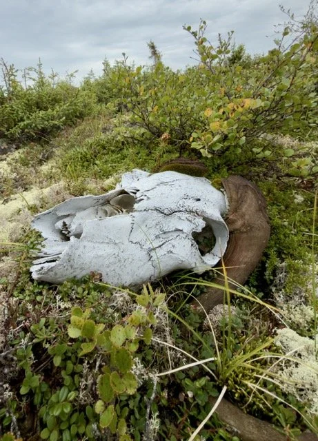 43 MUSK OX SKULL Medium.jpeg