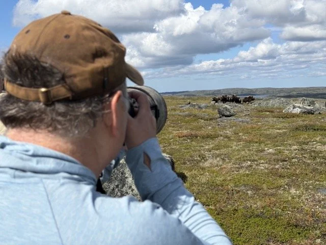 46 TOM PHOTOGRAPHING MUSK OX 2 Medium.jpeg