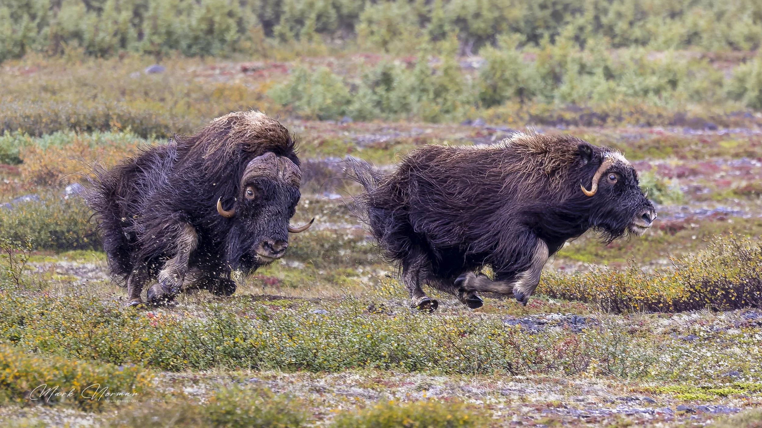 bull chasing cow 1.jpg-2026-8-29 16.34.42.jpg