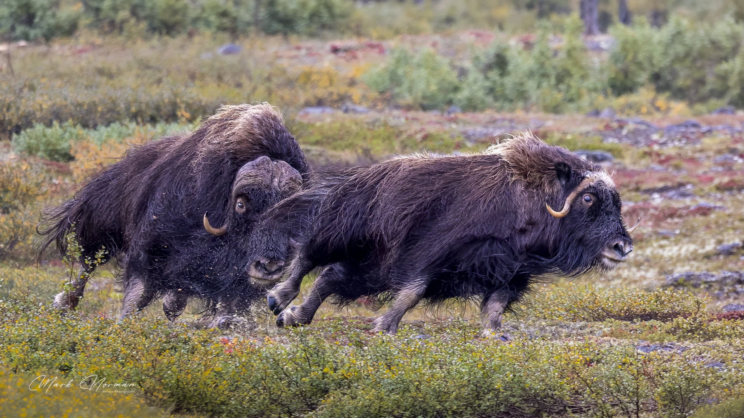 bull chasing cow 2.jpg-2026-8-29 16.34.42.jpg