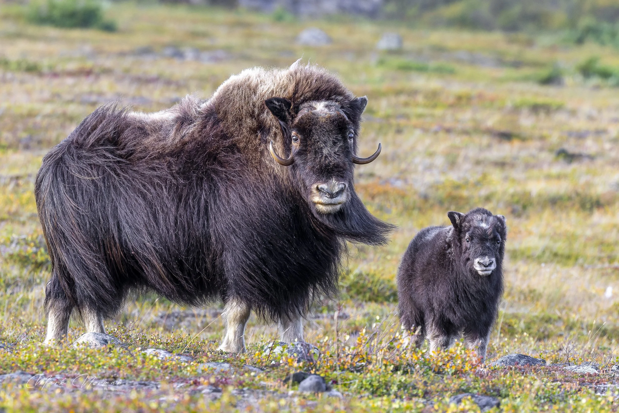 cow and calf in the wind 1.jpg-2026-8-29 16.34.42.jpg