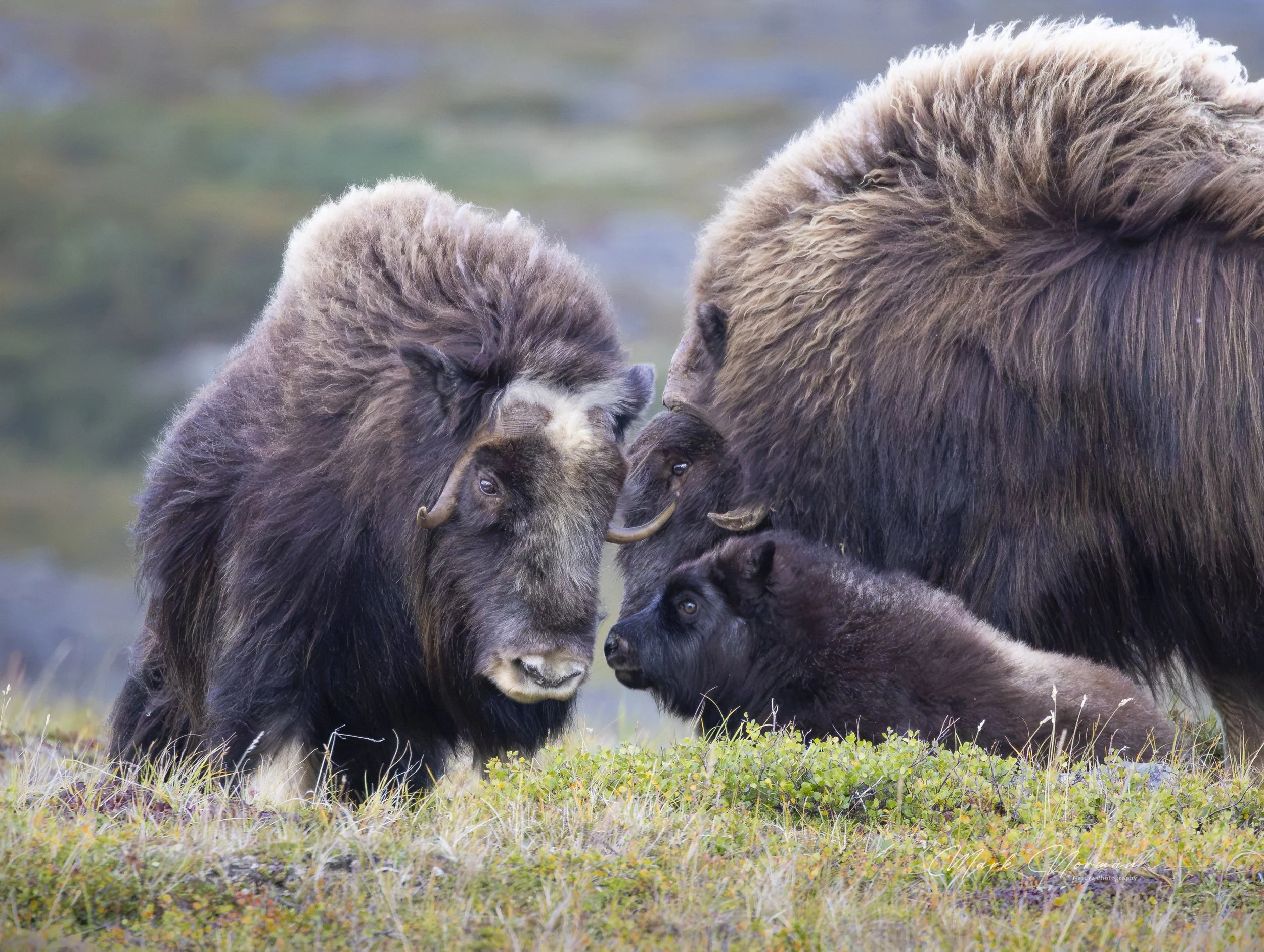 cow calf bull on ridge 4.jpg-2026-8-30 1.18.6.jpg