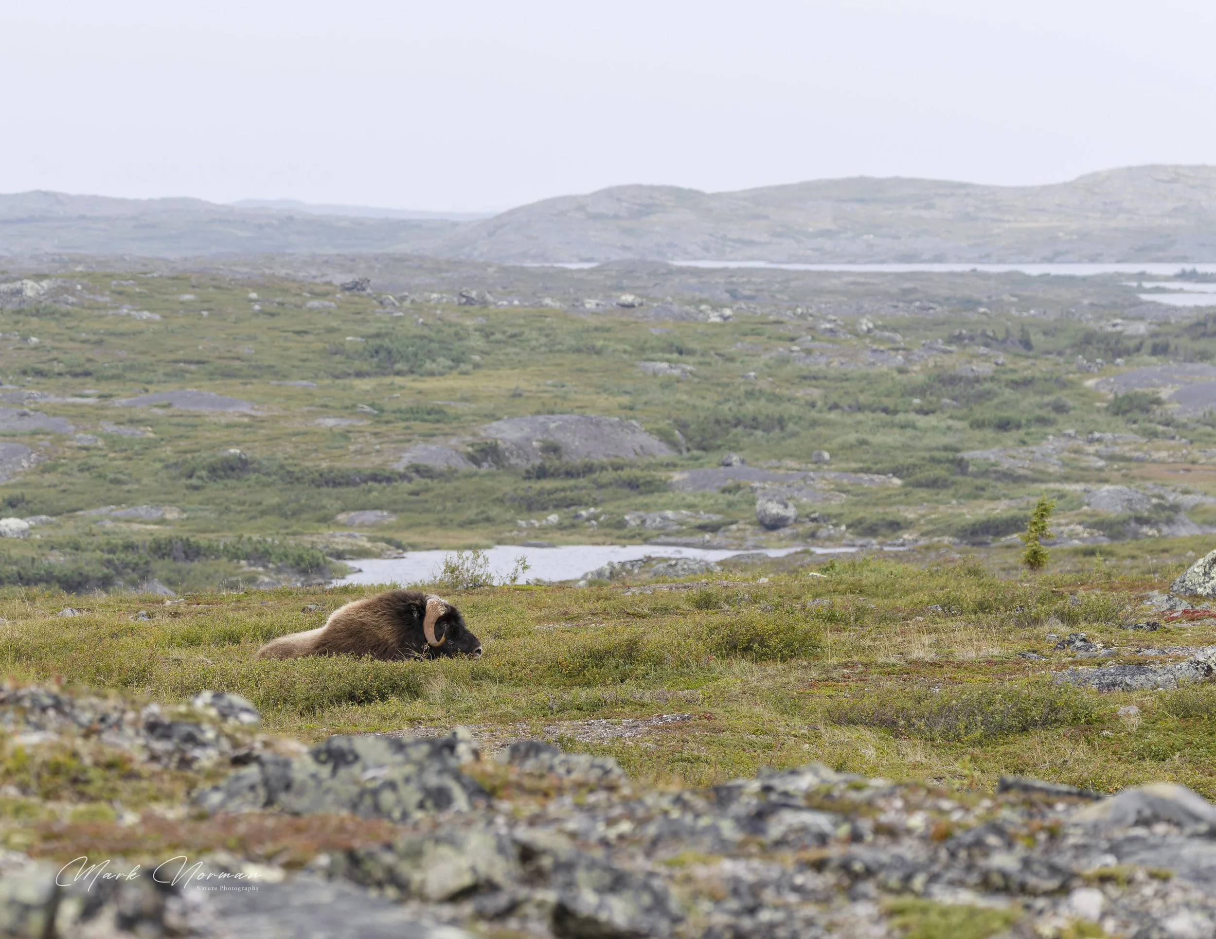 cow resting in vast landscape 1.jpg-2026-8-29 16.36.8.jpg