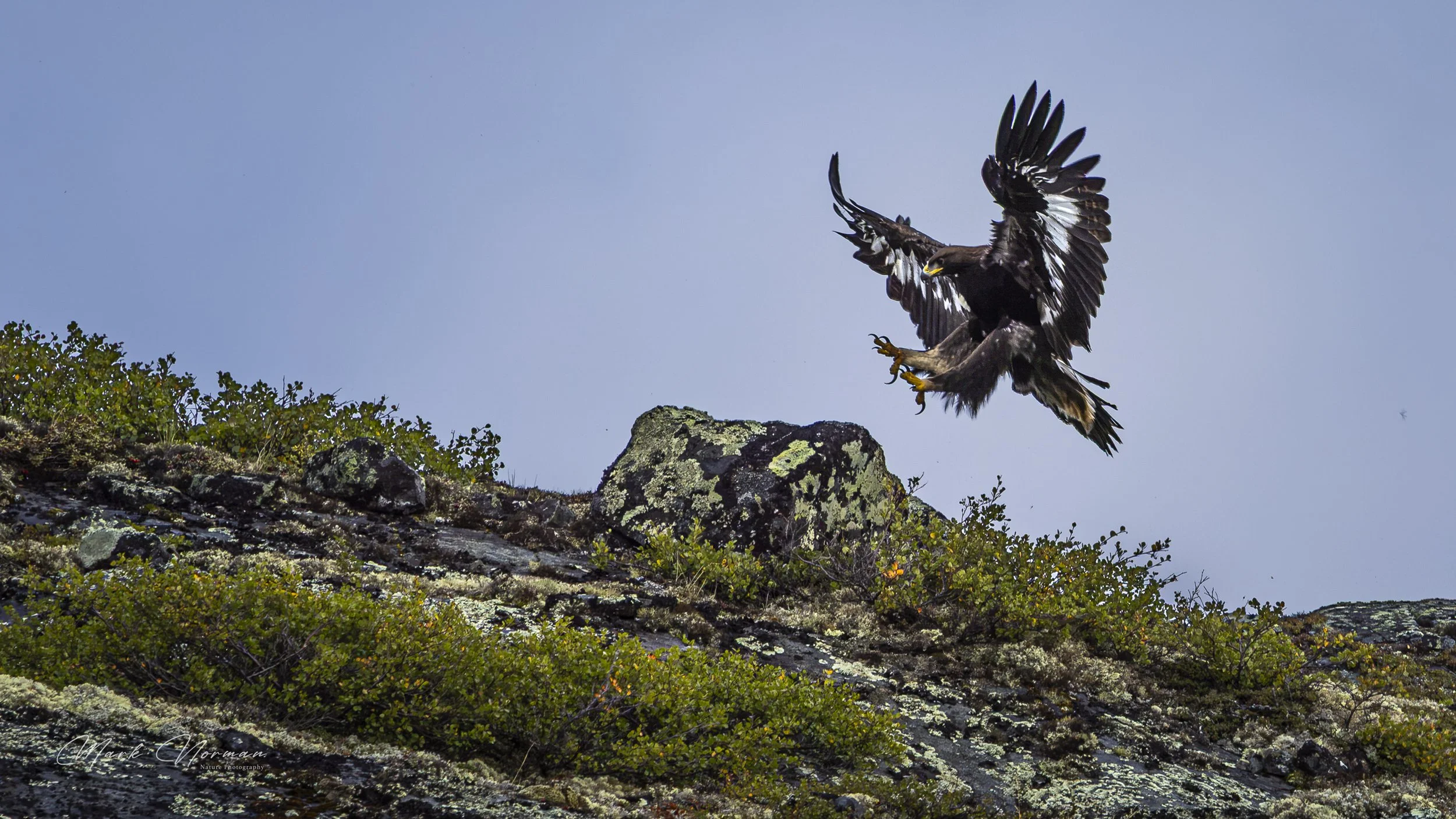 golden eagle landing 1.jpg-2026-8-29 16.36.8.jpg