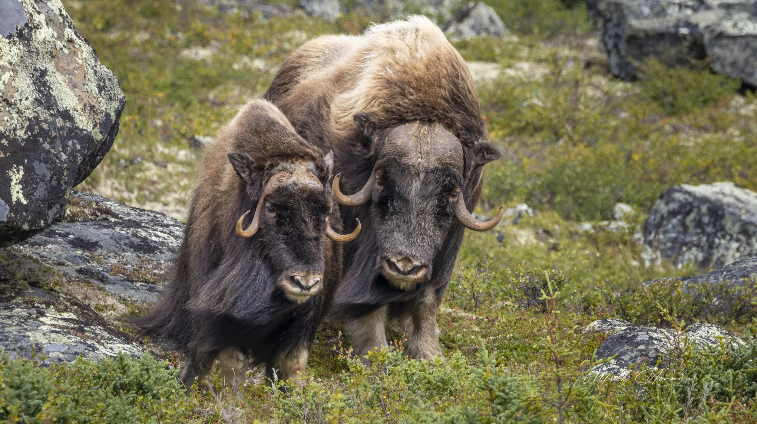 muscox bull and cow 8.jpg-2026-8-29 16.36.8.jpg