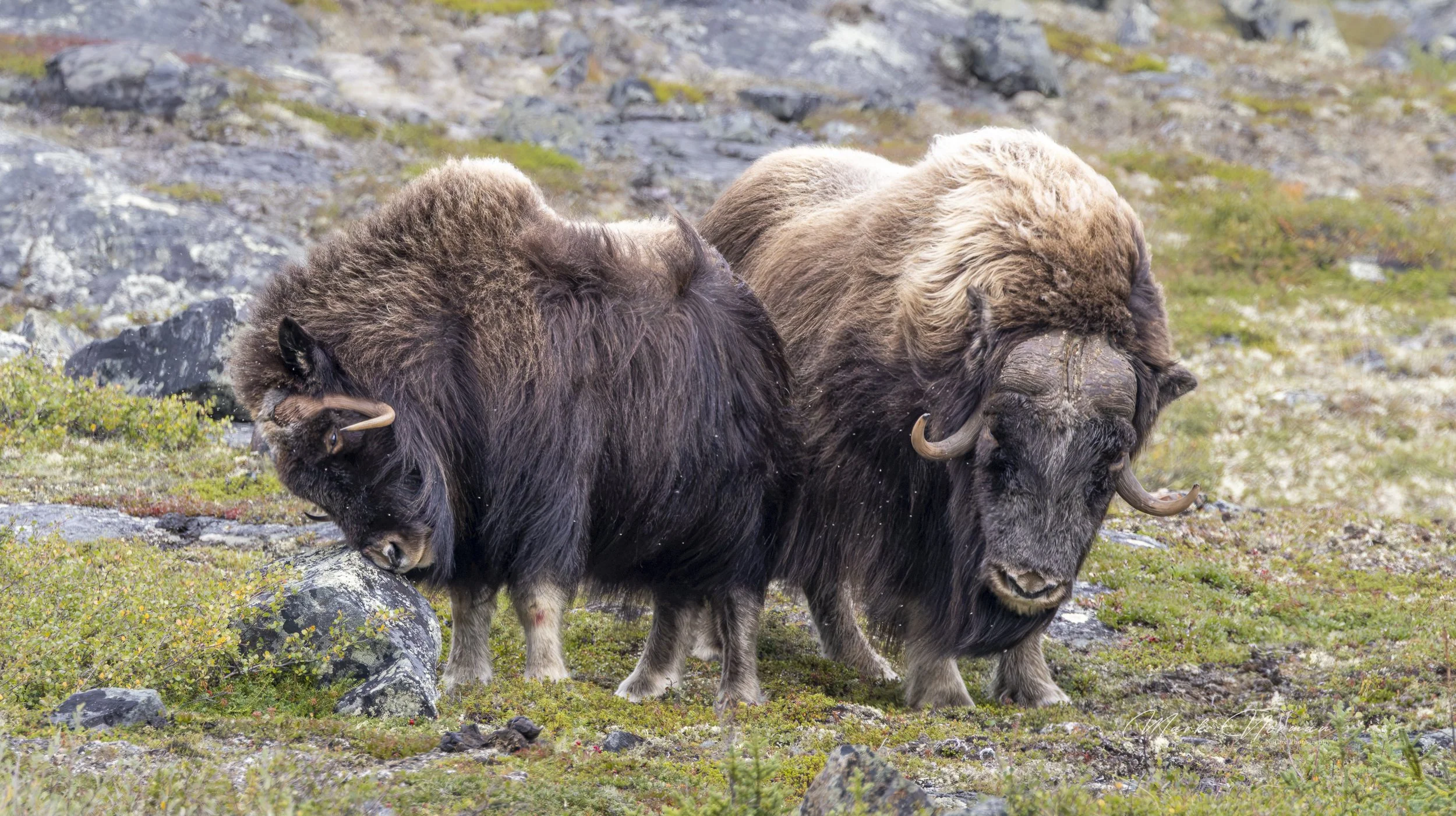 muscox bull and cow 9.jpg-2026-8-29 16.36.8.jpg