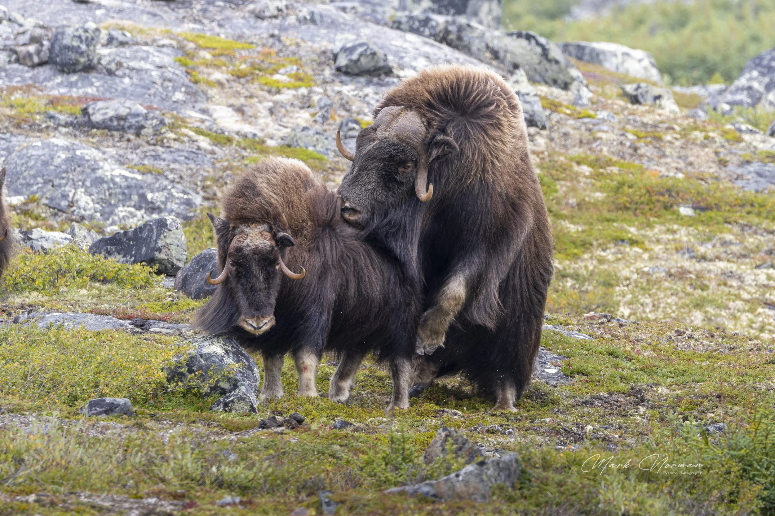 muscox bull and cow mating 10.jpg-2026-8-29 16.36.8.jpg