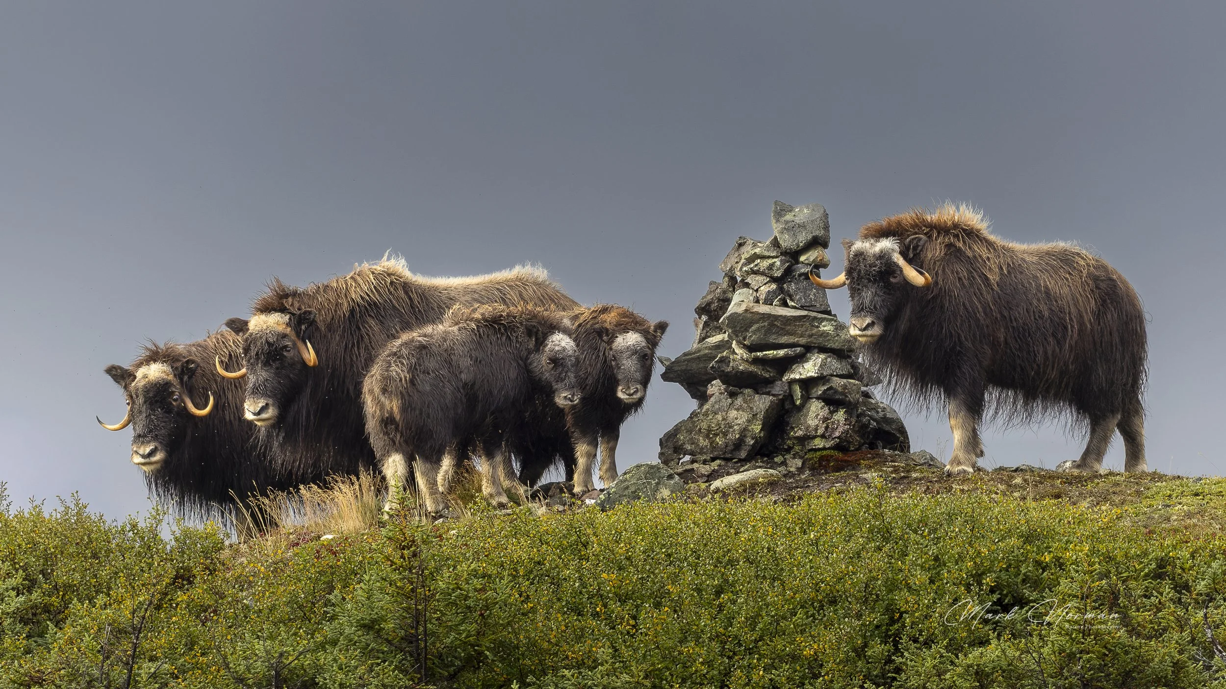 muskox at inukshuk 2.jpg-2026-8-29 16.36.8.jpg