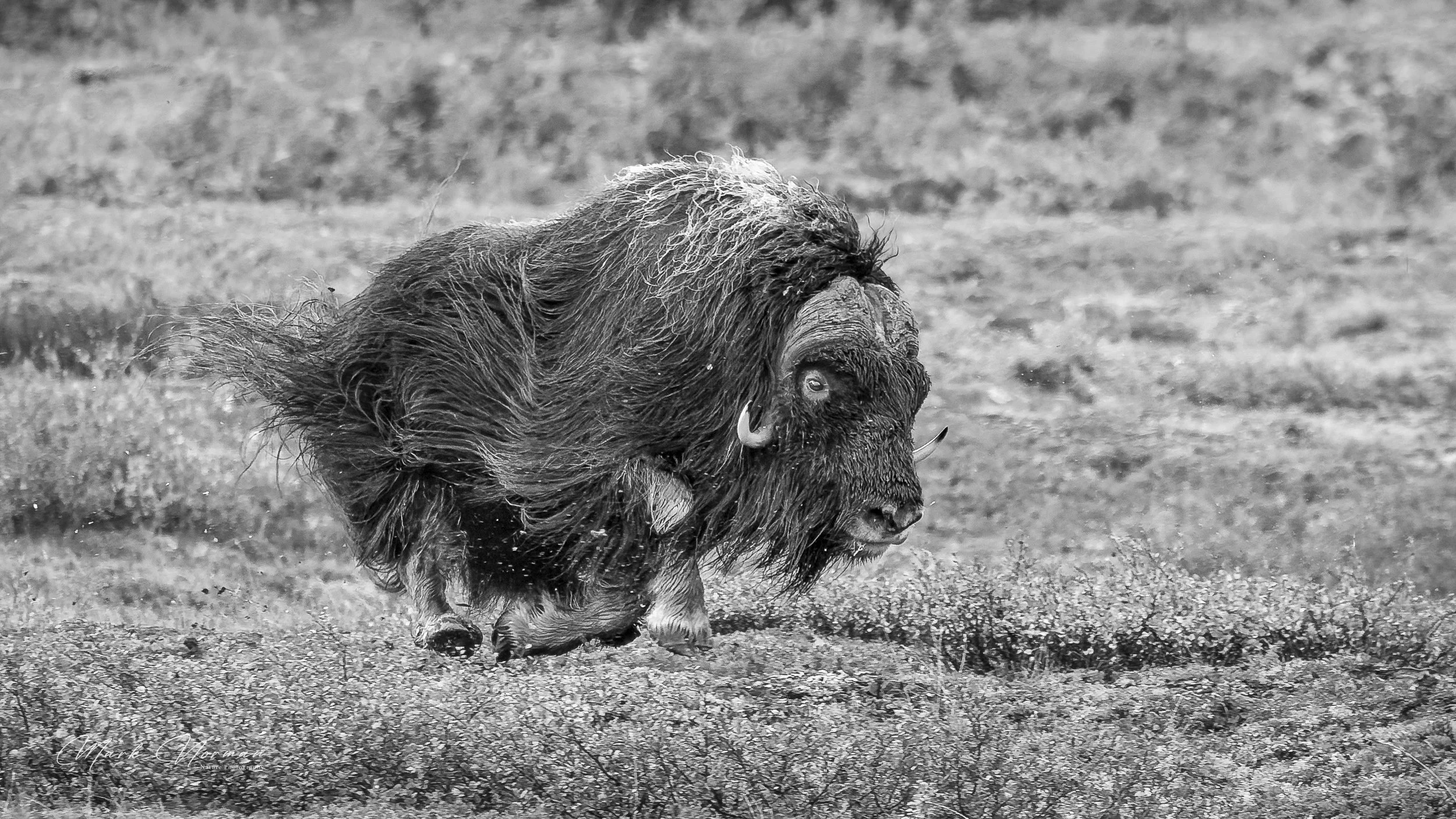 muskox bull galopping 1 b&w.jpg-2026-8-29 16.36.8.jpg