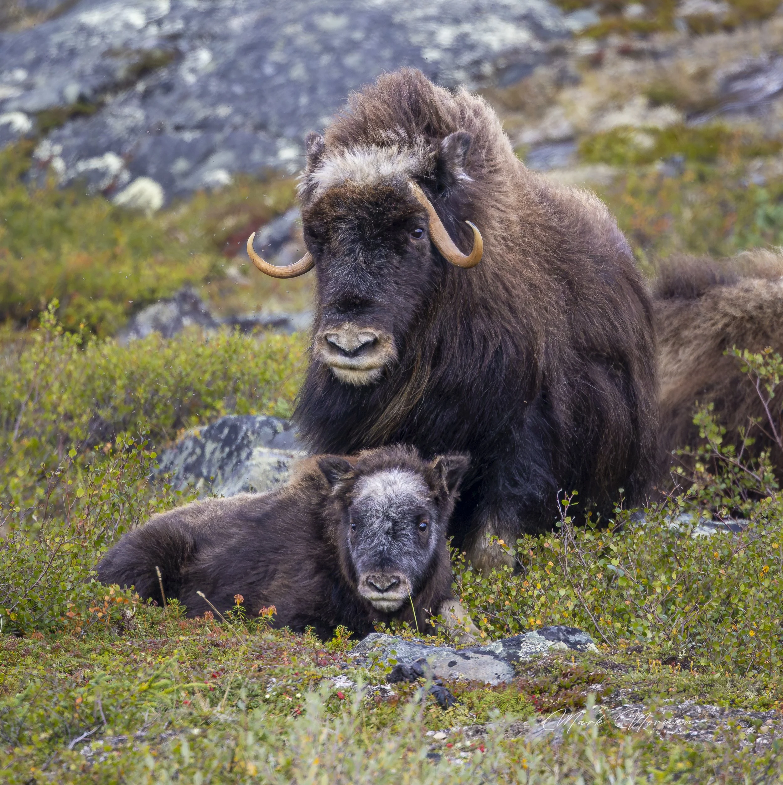 muskox cow and calf 5.jpg-2026-8-29 16.37.16.jpg