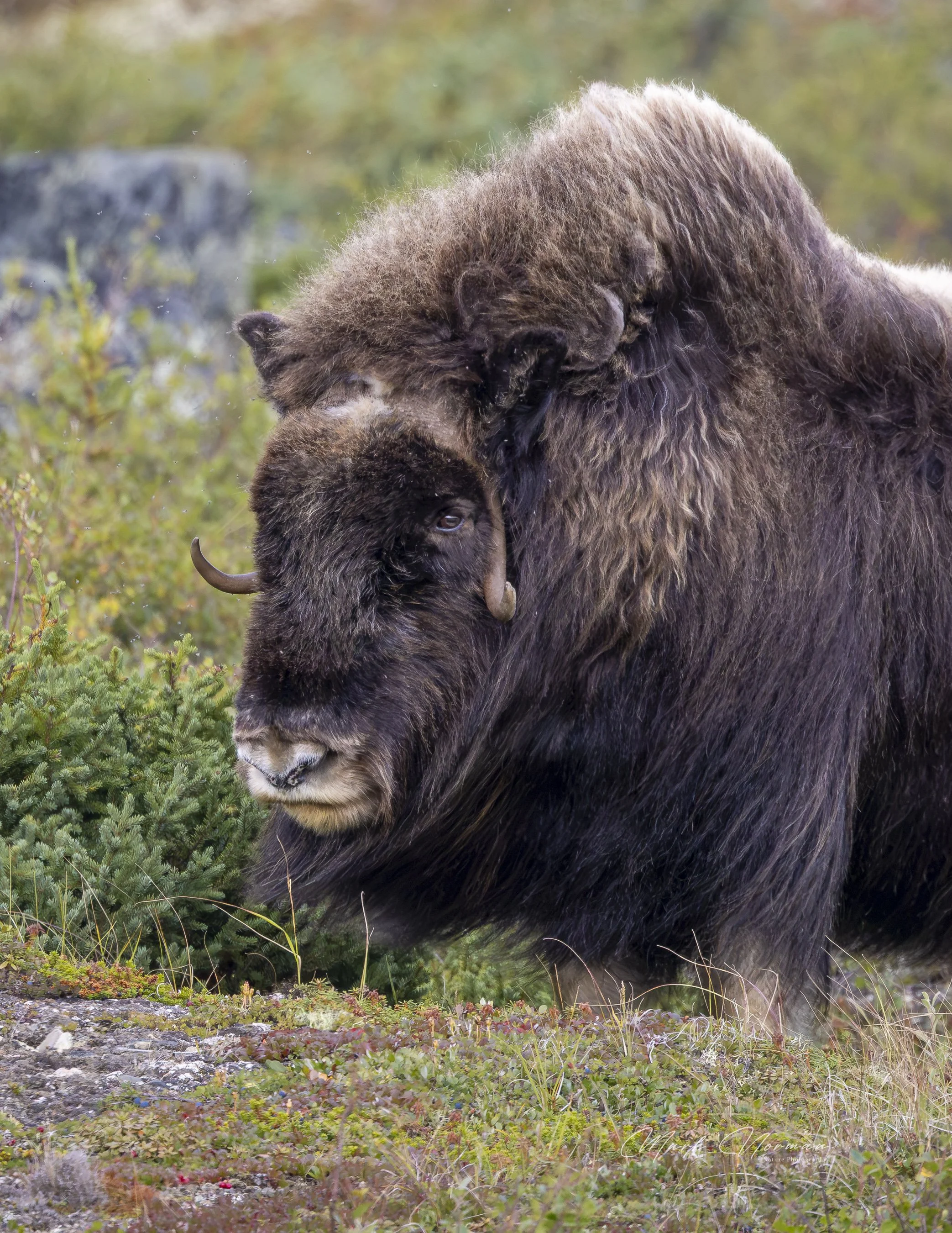 muskox cow profile 1.jpg-2026-8-29 16.37.16.jpg