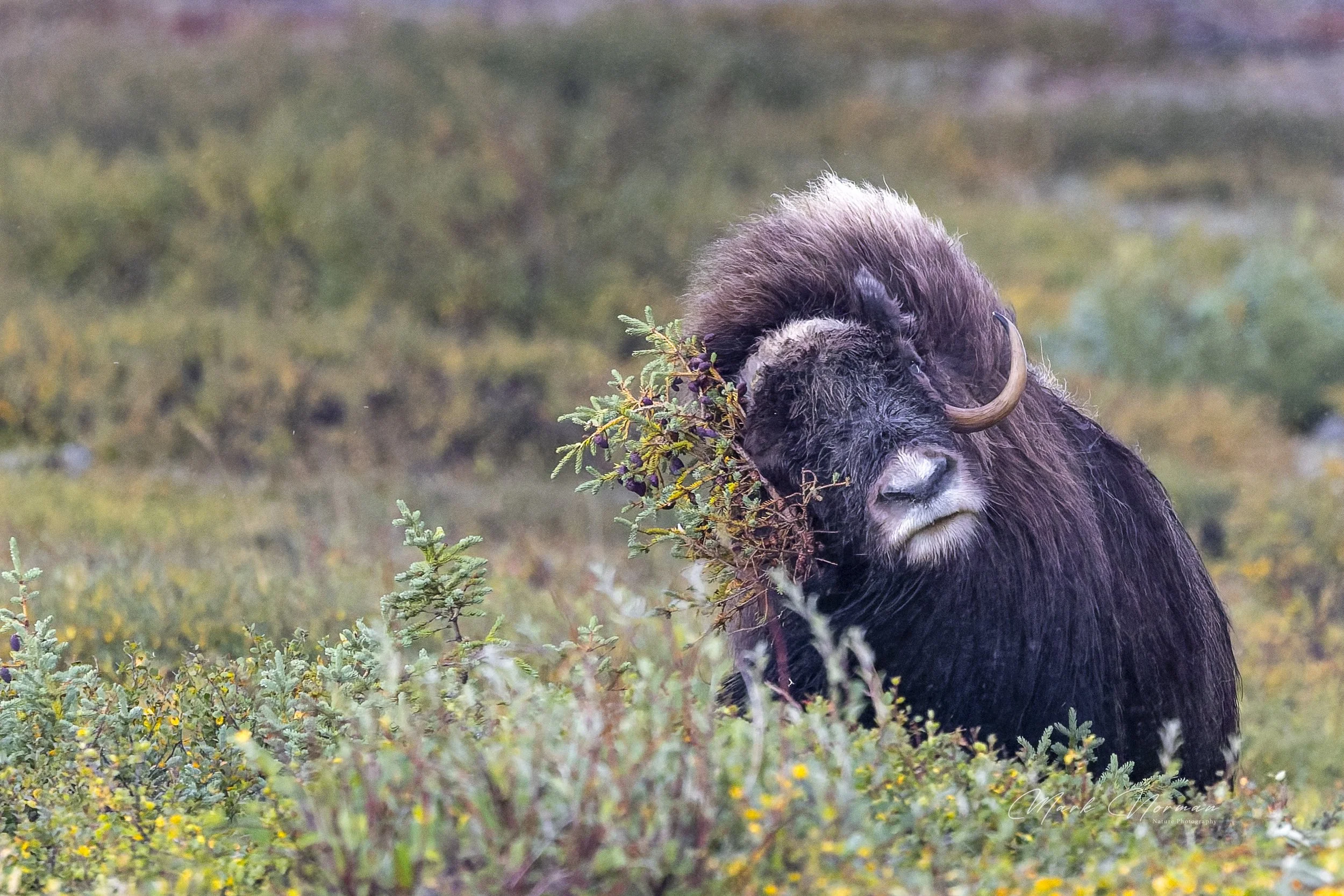 muskox cow rubbing on spruce 1.jpg-2026-8-29 16.37.16.jpg