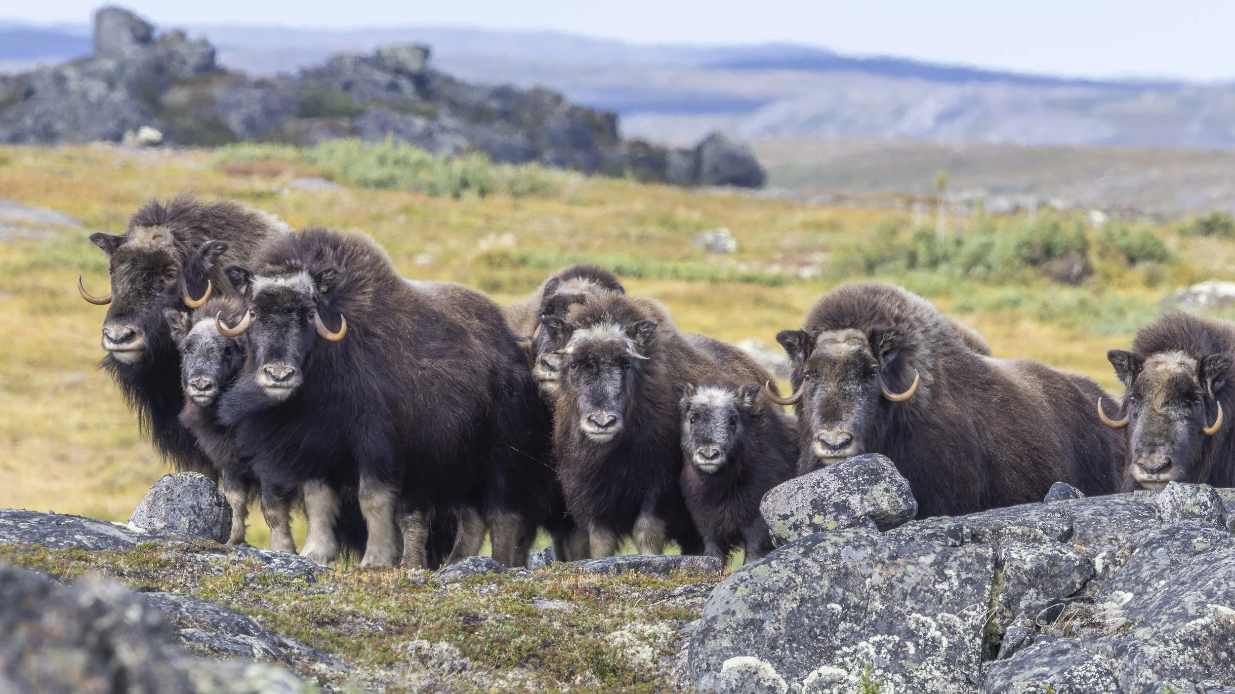muskox line up 12.jpg-2026-8-30 1.18.6.jpg