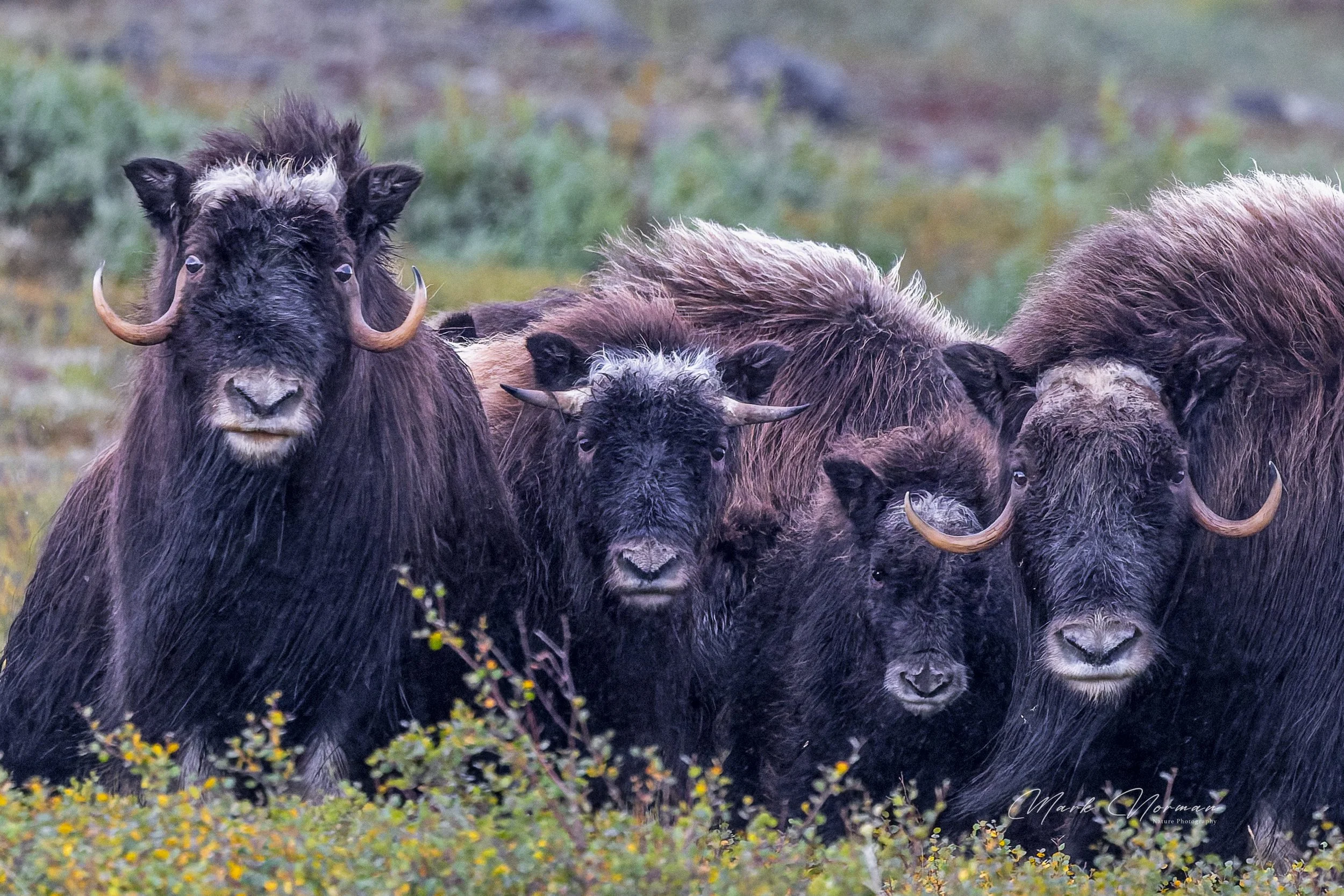 muskox line up all ages 1.jpg-2026-8-29 16.37.16.jpg