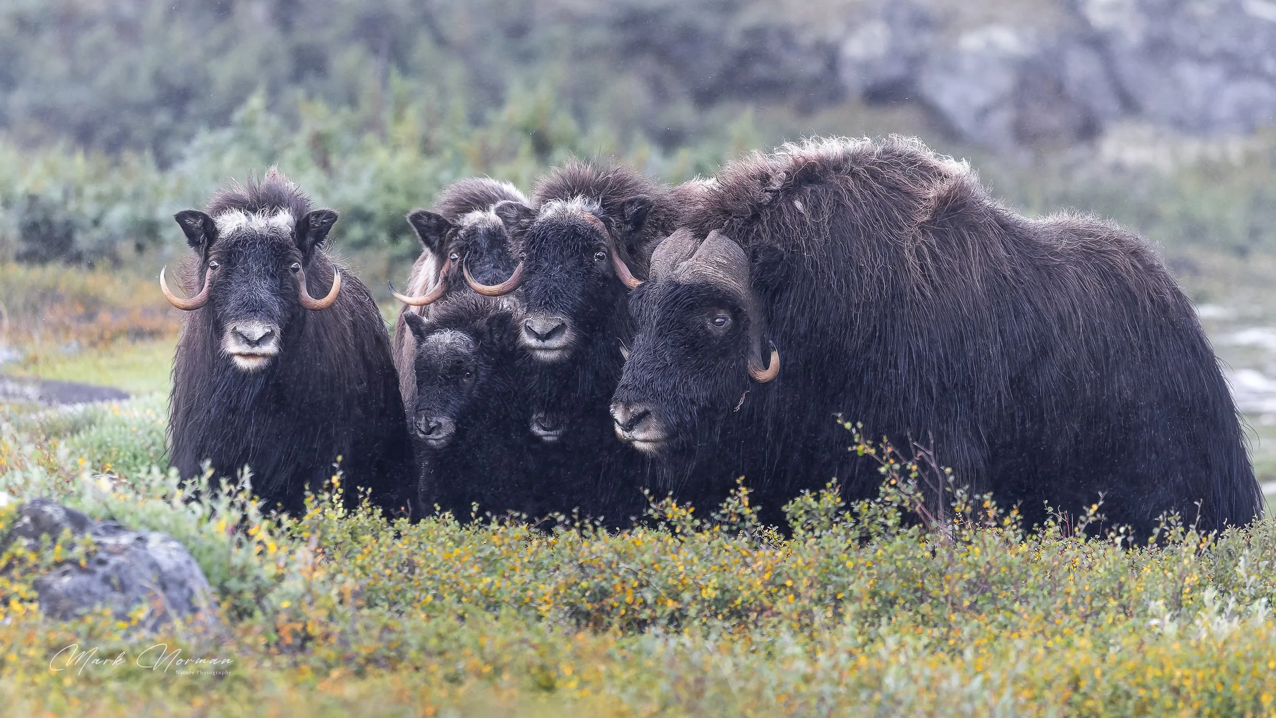 muskox line up all ages 2.jpg-2026-8-29 16.37.16.jpg