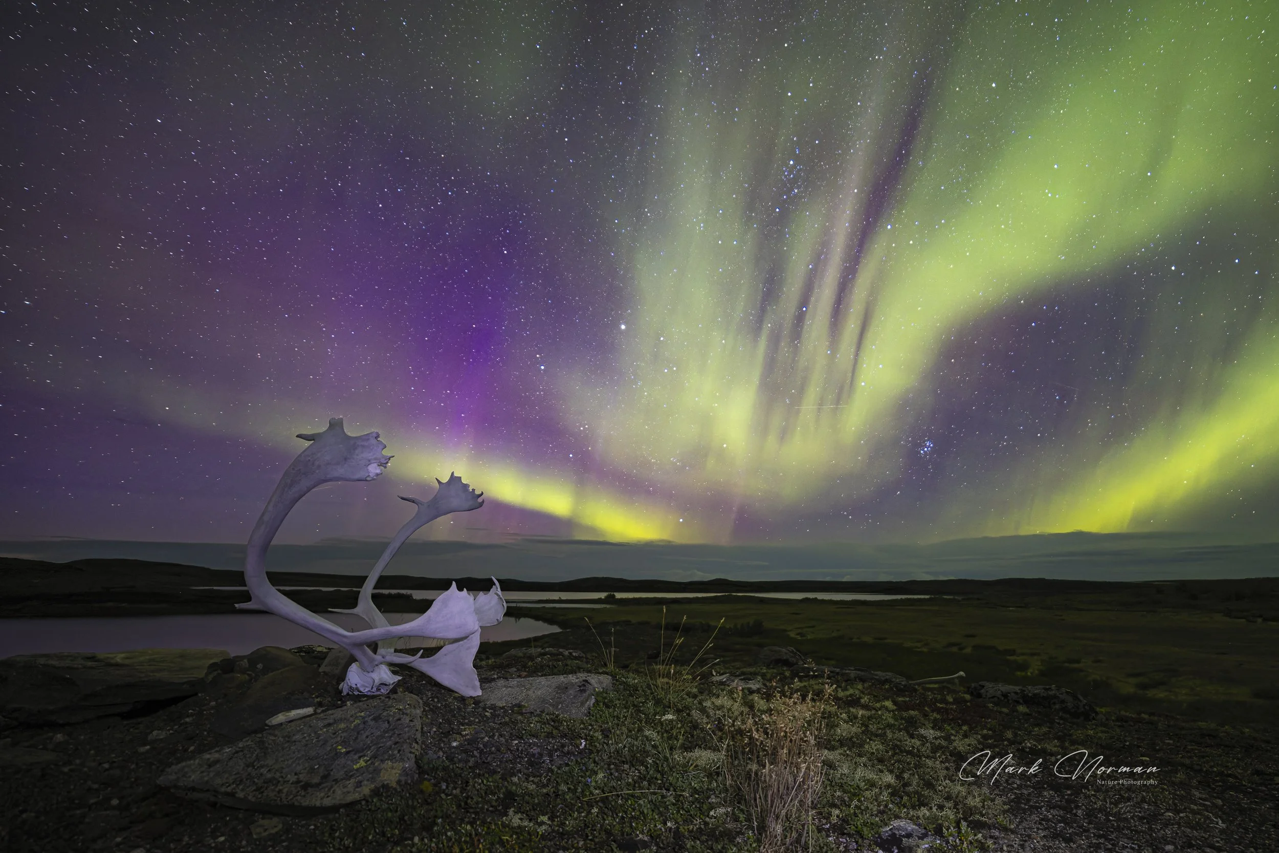 northern lights with antlers 1.jpg-2026-8-29 16.38.18.jpg
