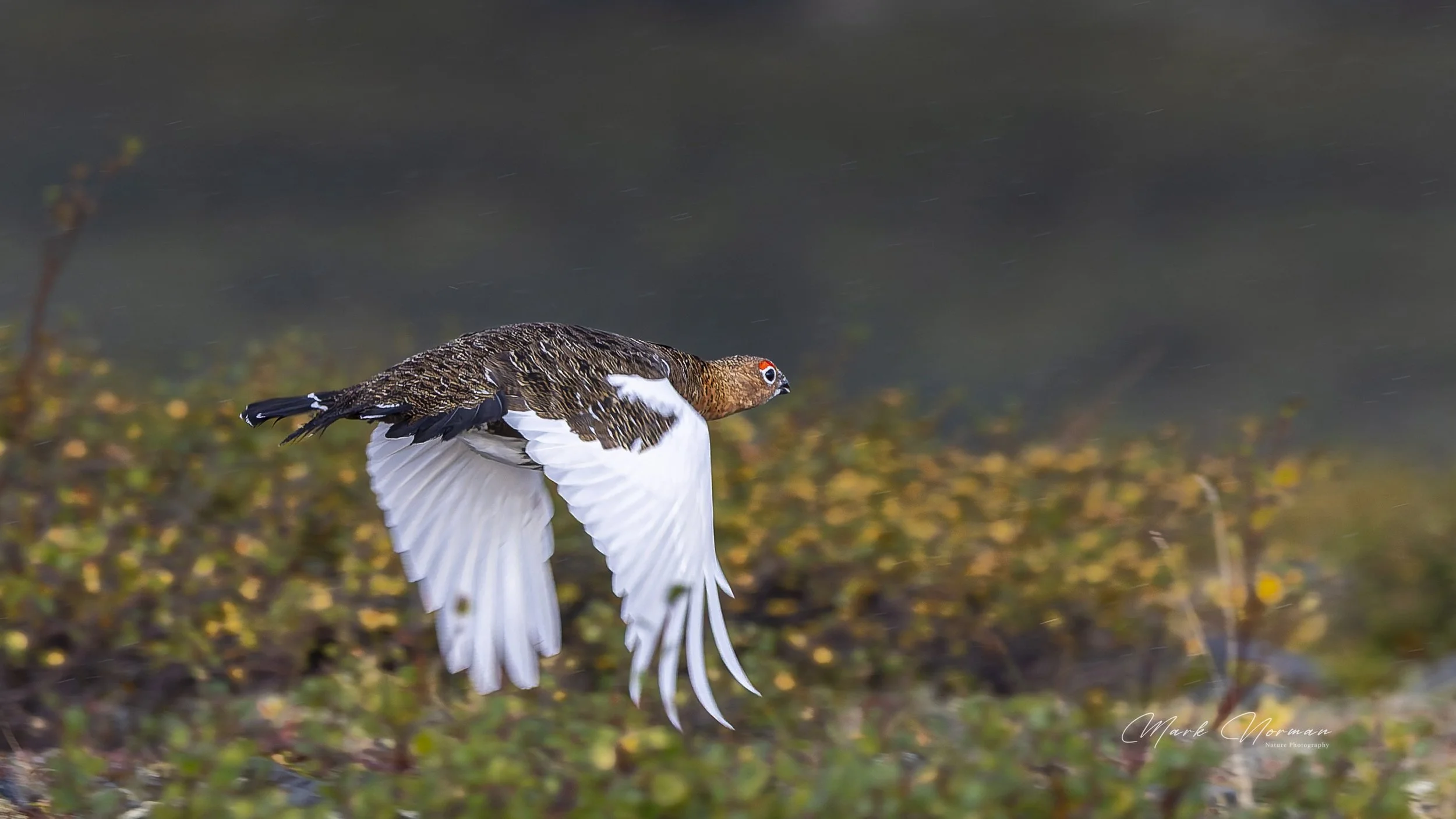 ptarmigan in flight 1.jpg-2026-8-29 16.38.18.jpg