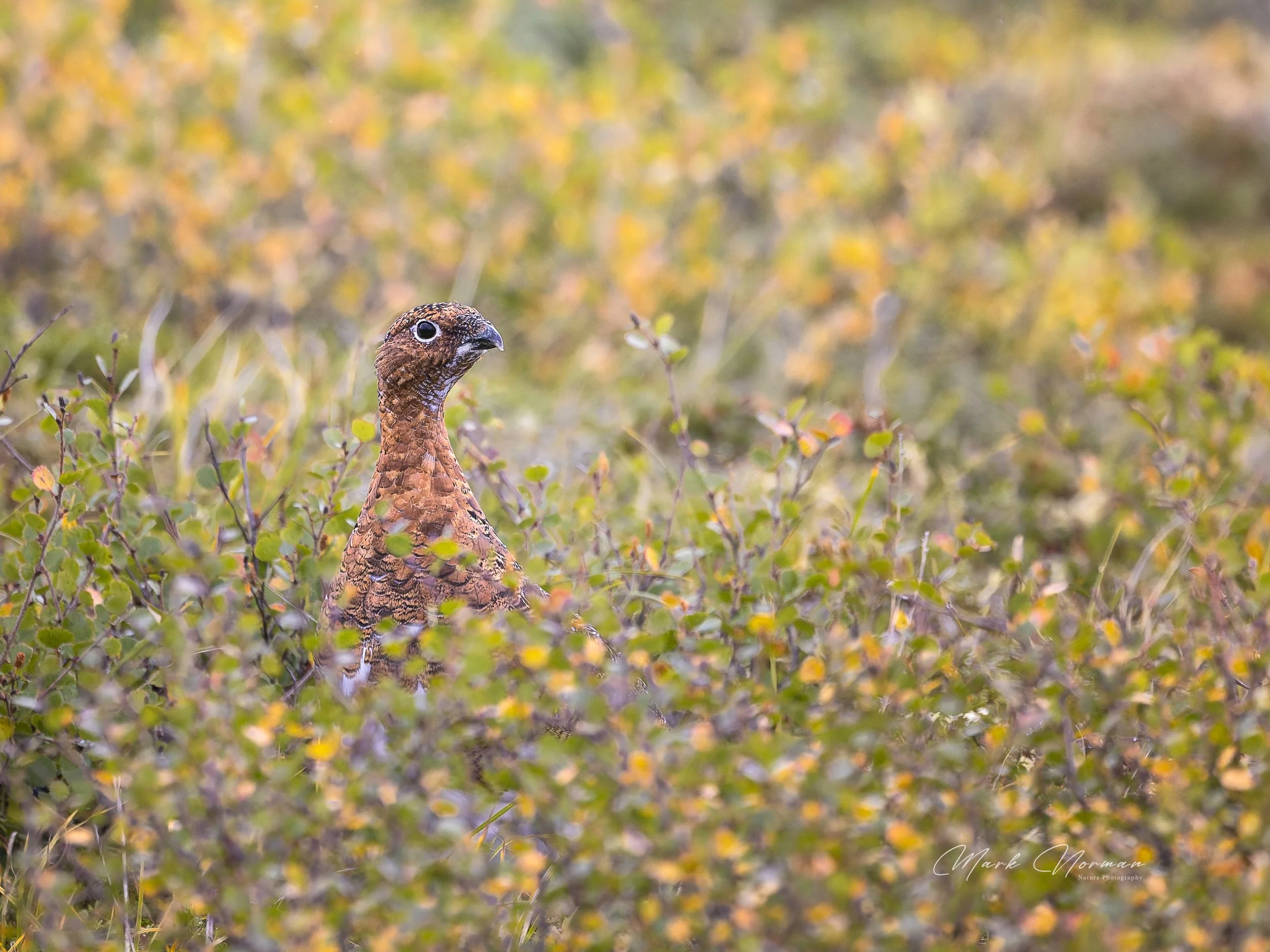 ptarmigan on the ground 1.jpg-2026-8-29 16.38.46.jpg