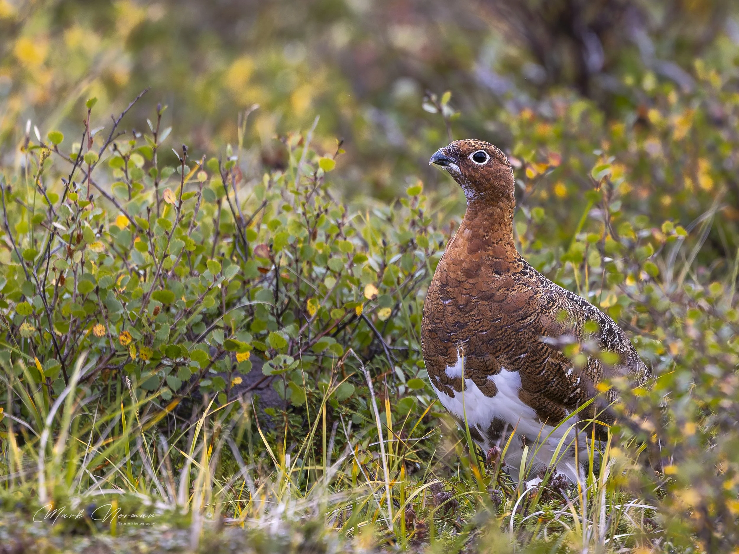 ptarmigan on the ground 2.jpg-2026-8-29 16.38.46.jpg