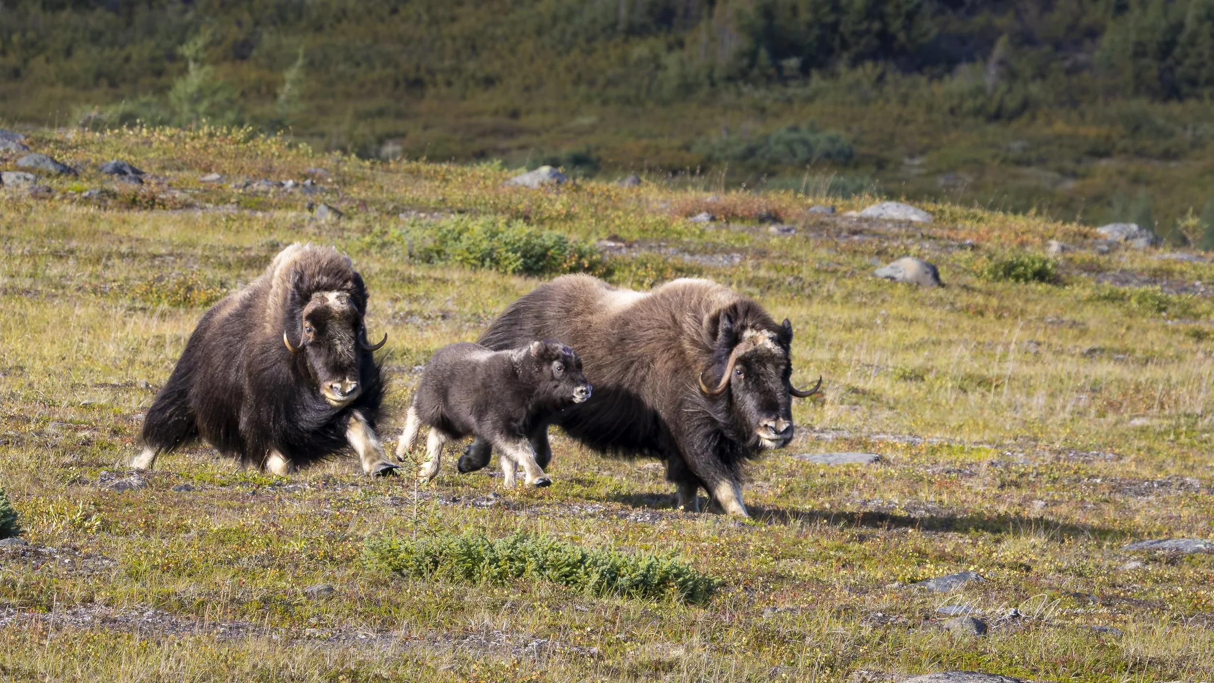 two cows and calf at a gallop 2.jpg-2026-8-29 16.38.46.jpg