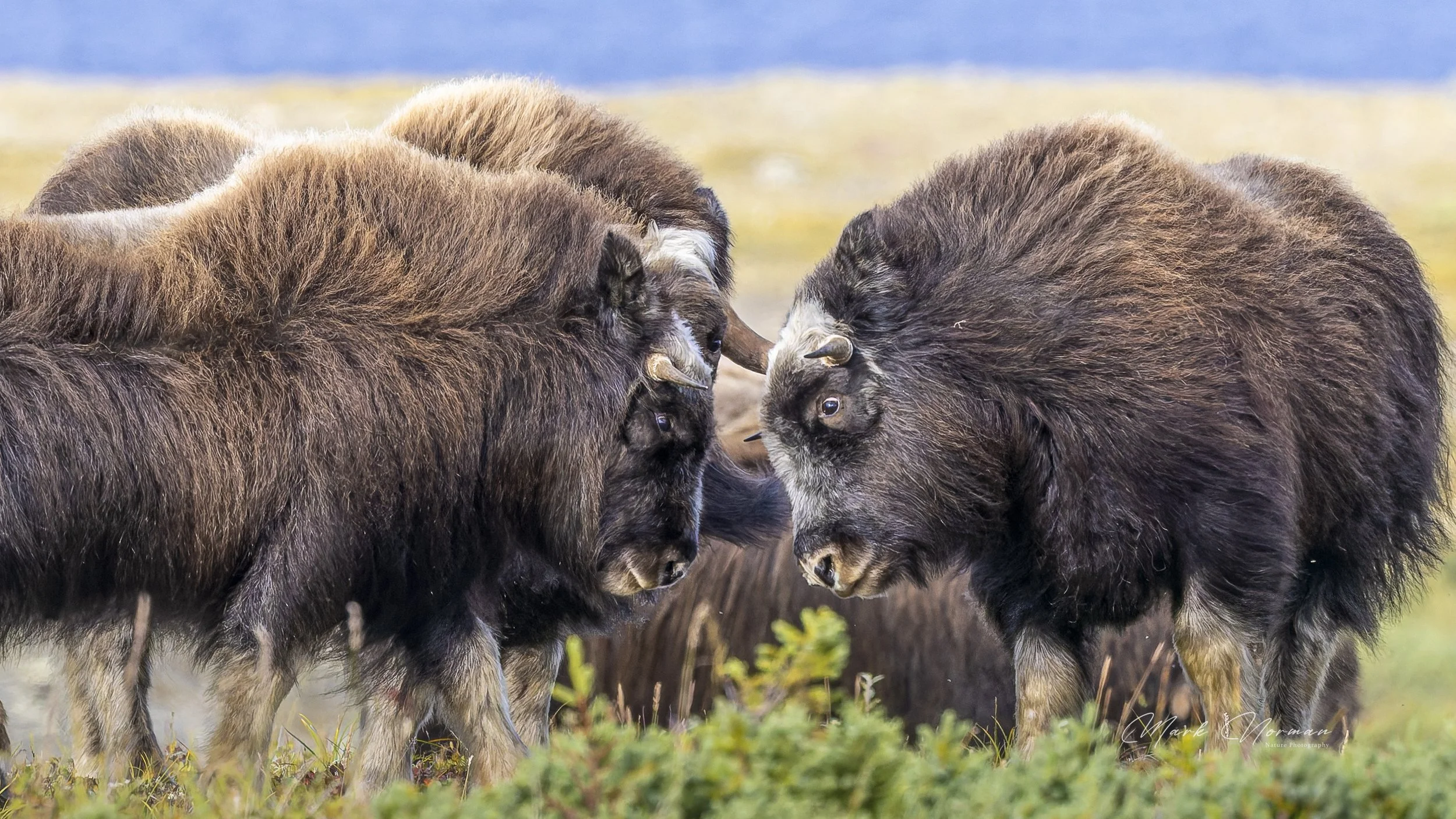 young bulls practicing head butting  close up 1.jpg-2026-8-29 16.38.46.jpg