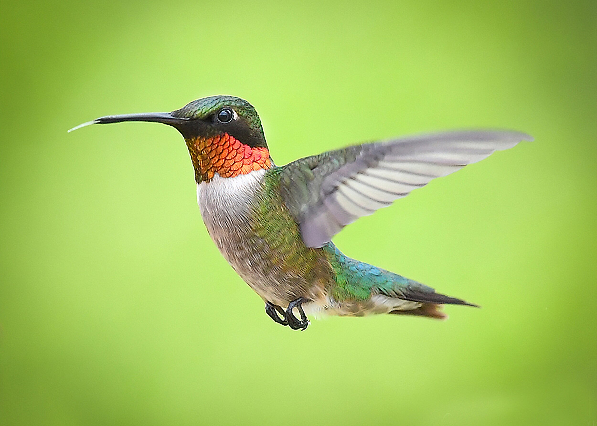 Heartbeat of a Hummingbird