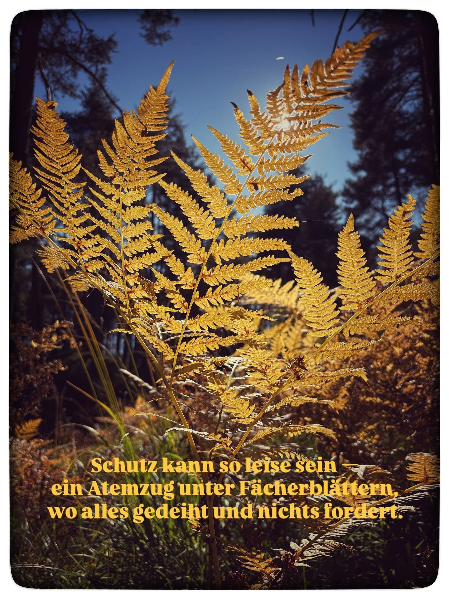 🌿 Der Farn - ein Symbol f&uuml;r Ruhe, Schutz und Neubeginn &hellip; 
Ein poetischer Moment aus meiner Reihe Nature Writing: Worte, die gedeihen - wie die Bl&auml;tter im Licht der Sonne ☀️ 

~~~
Farn, &ouml;ffne deine F&auml;cher weit
und zeig dich