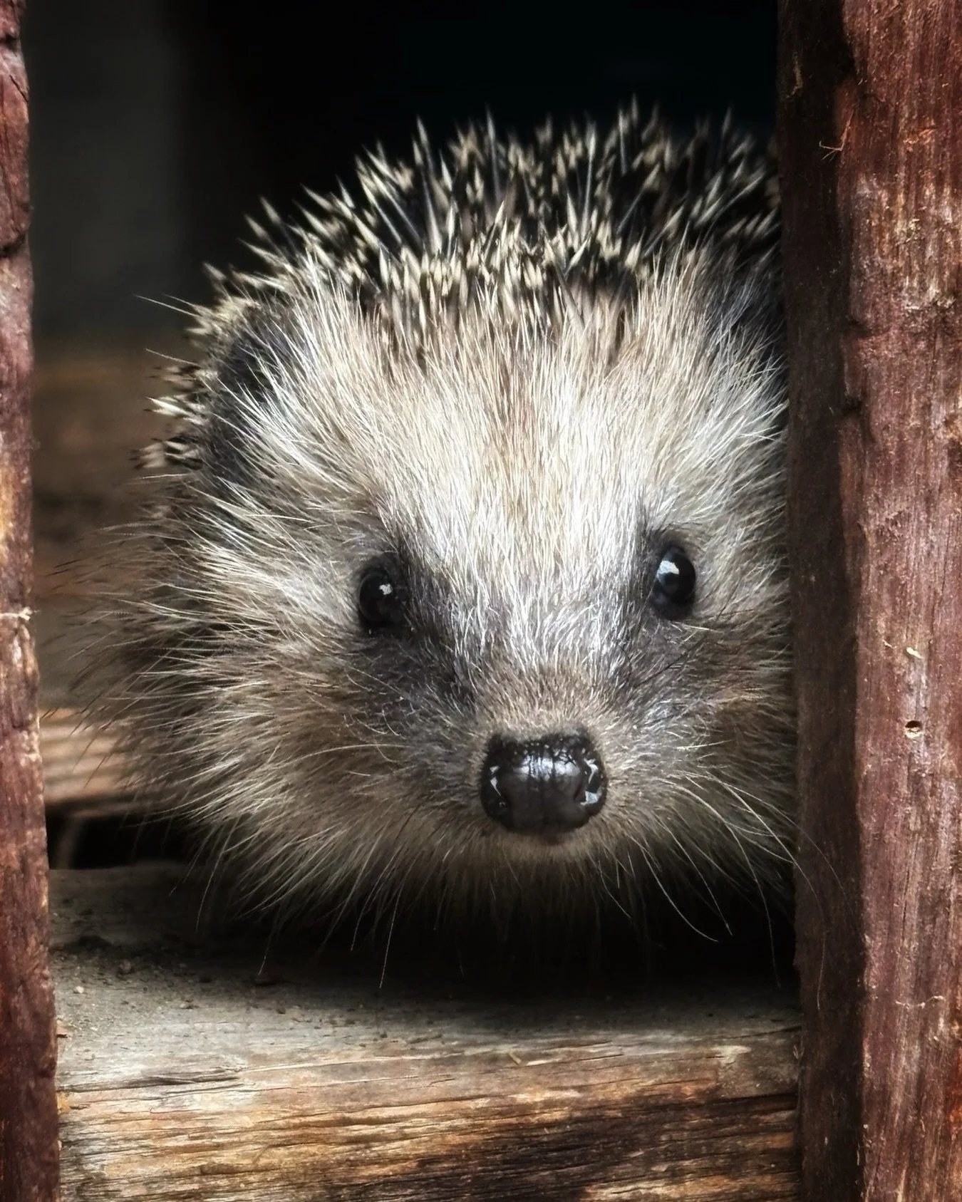 Ein Moment einer stillen Begegnung. Zwei Blicke treffen sich. Kein Laut. Kein Wort. Nur das leise Staunen zwischen Tier und Mensch &hellip; 

@geomagazin

#geoleserfoto #Igelmoment #Naturpoesie #Wildtierfotografie #AugenblickNatur #StilleBegegnung #W