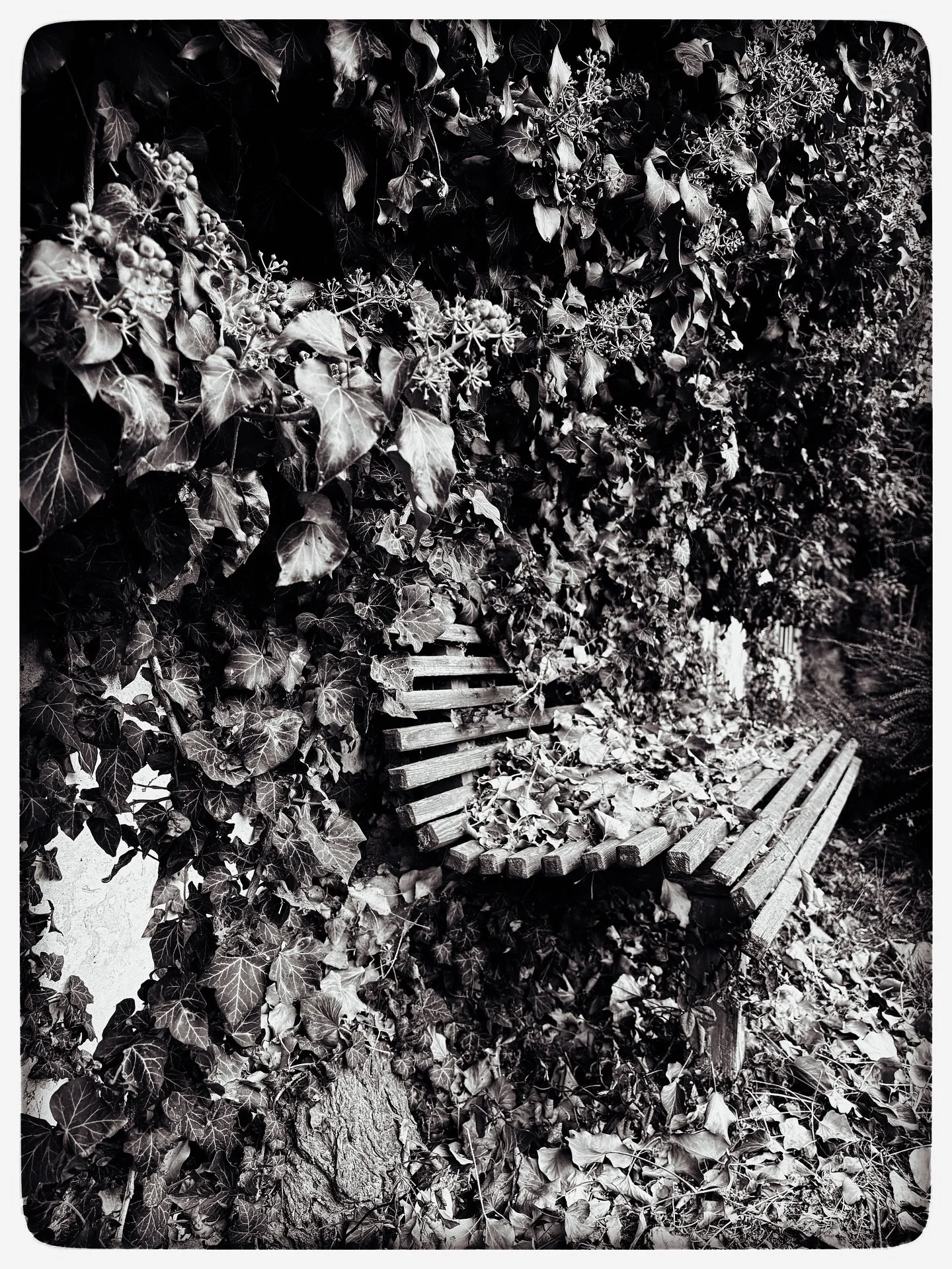 Manche Orte erinnern sich &ndash; auch wenn niemand mehr zur&uuml;ckkehrt ...

Ein Gedicht zum Abend 🍁✨
Eure Isabel 

Die verlassene Bank

unter dem welken Laub
h&uuml;llt sich das Echo der Zeit in Schweigen
die Schatten von Gestern legen sich 
&uum