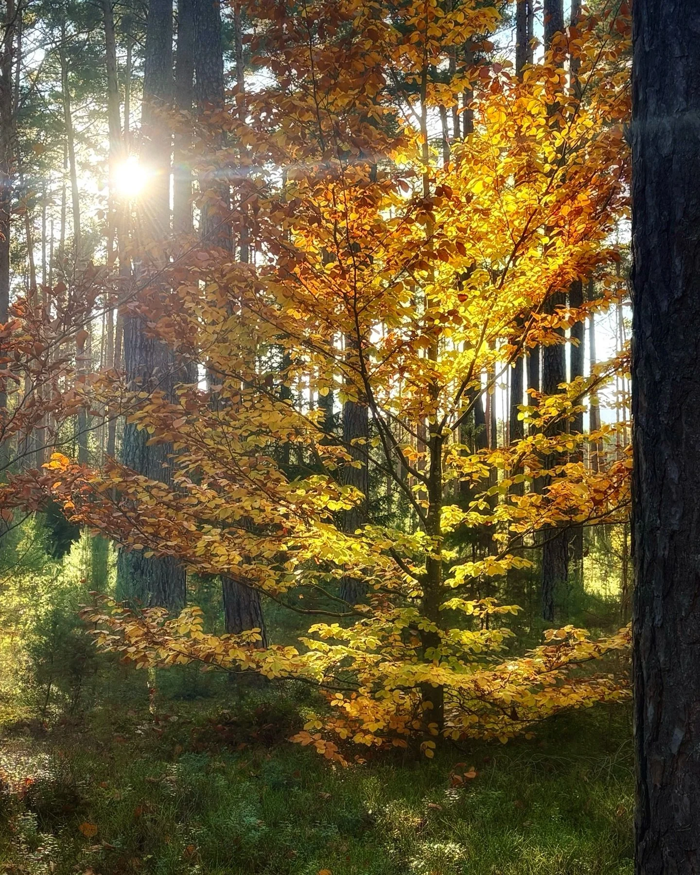 Wenn jemand fehlt &hellip; 

#isabelkapeller #allerheiligen #trauer #vermissen #trost  #leben #tod #dankbarkeit #endlichkeit #verlust #licht