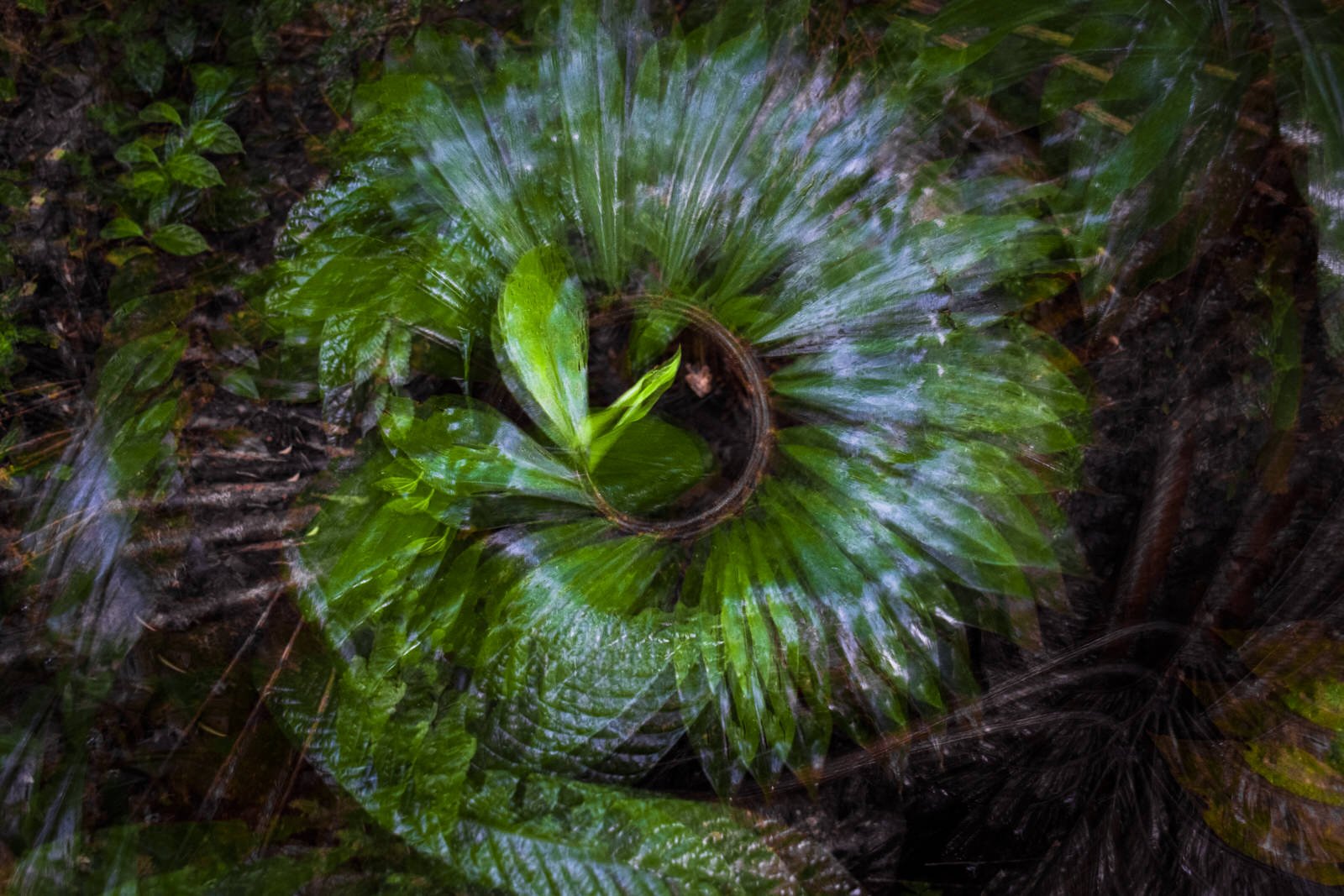 Amazonas_Abstractos-2.jpg