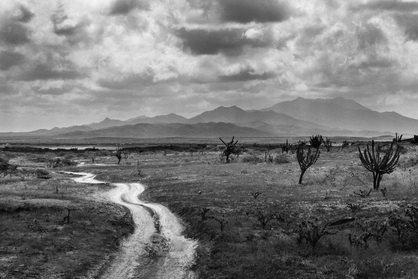 COLOMBIA 2017. Road to the Macuira mountains, La Guajira.

17 February 2017. La Guajira, Colombia. A dirt road crosses the Guajira Desert towards the Macuira mountain range under a cloudy sky, flanked by cactus and dry desert vegetation. The Macuira 