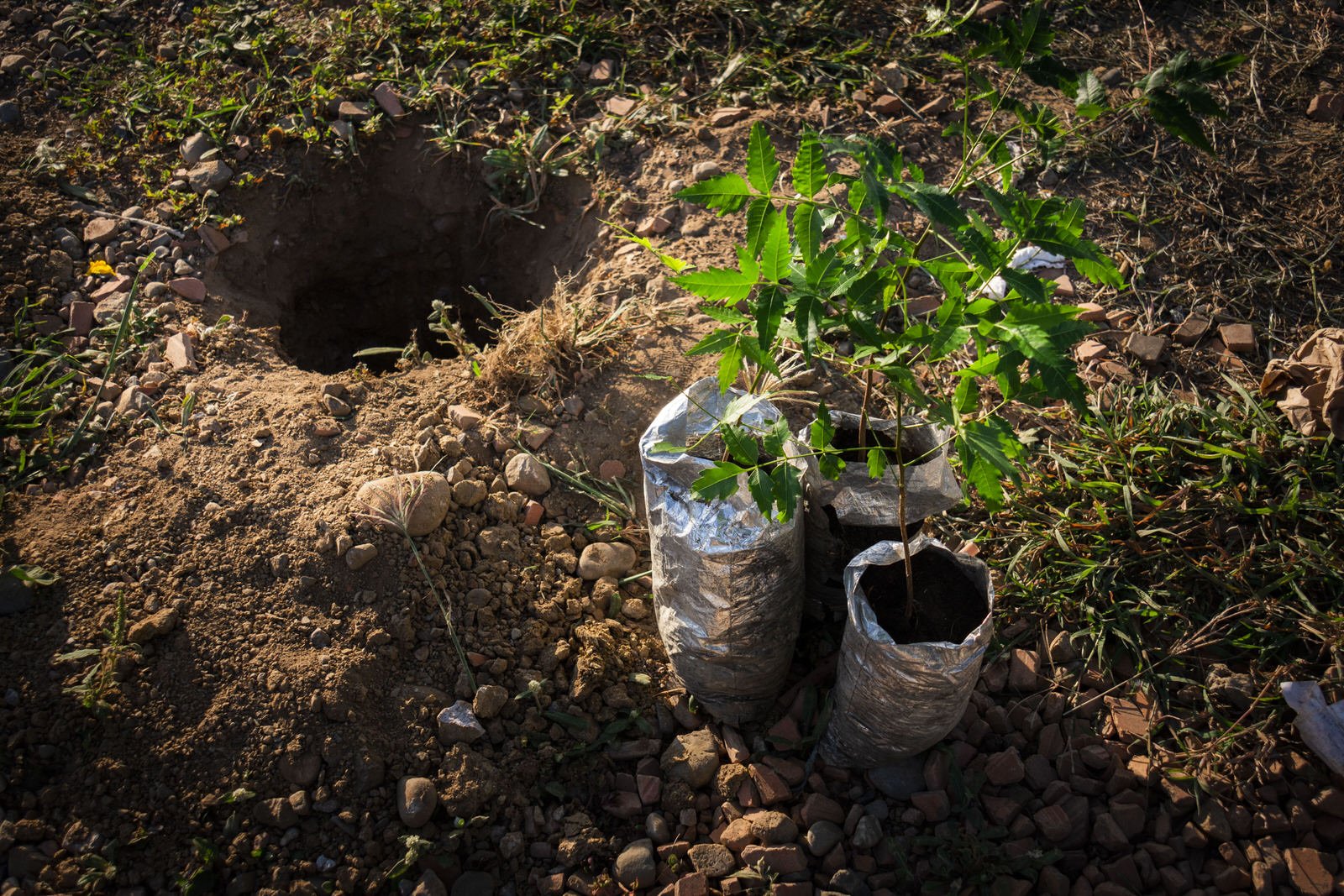 COLOMBIA 2020. Cúcuta municipal tree-planting campaign.

22 December 2020. Ciudadela El Progreso, Cúcuta, Norte de Santander, Colombia. Two tree saplings in plastic nursery bags rest beside a freshly dug planting hole on rocky ground prepared for the