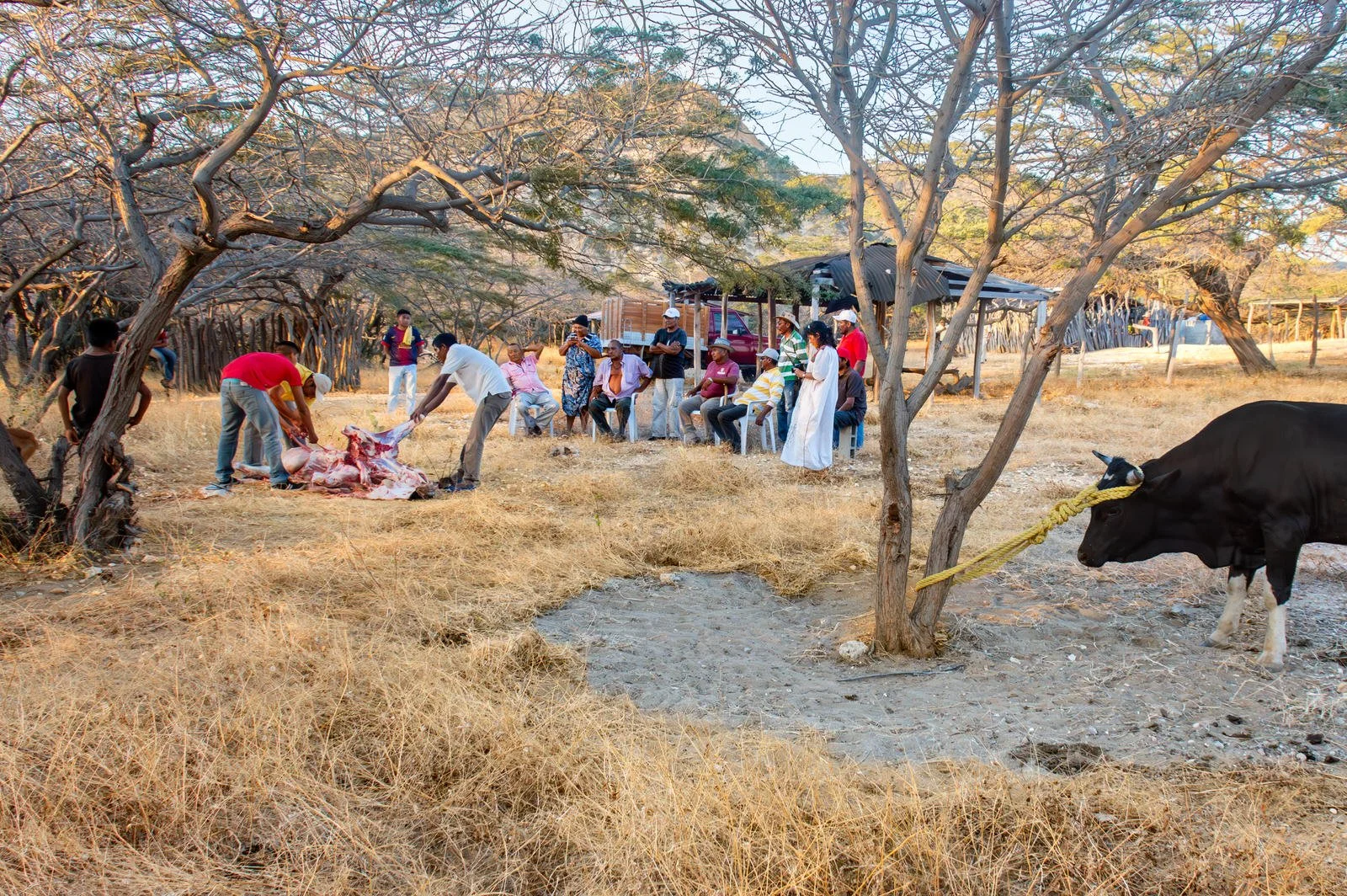 COLOMBIA 2017. Meal preparation in La Alta Guajira.
24 February 2017. Upper La Guajira, Colombia. Men butcher a cow as women prepare cooking pots for a communal meal serving some 250 attendees of a Wayuu Ayulaa funeral. The sharing of meat is a centr