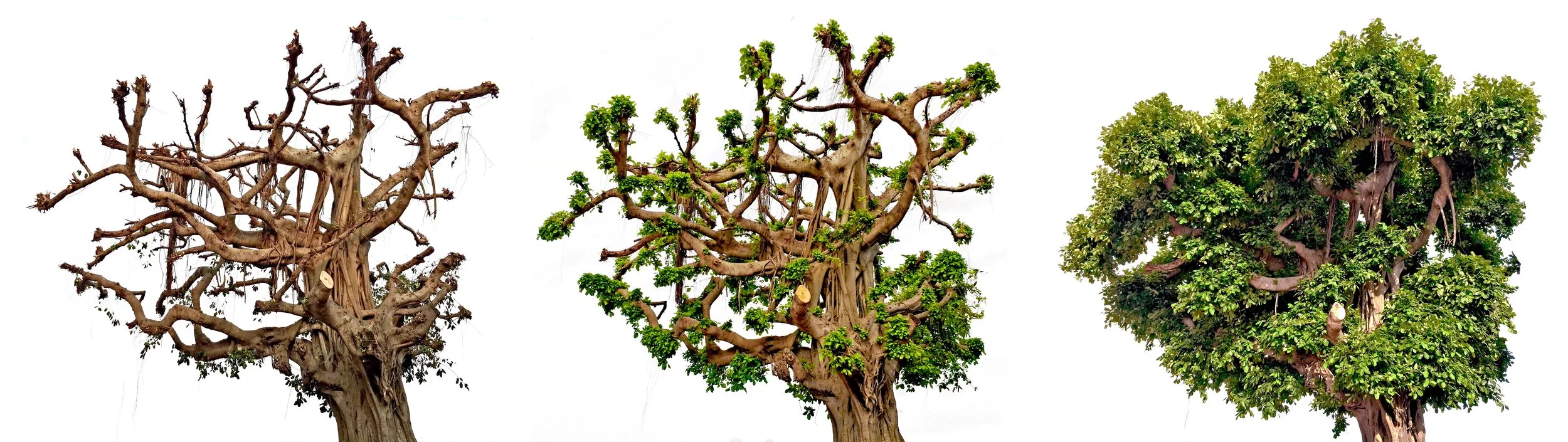 Arboles copy.jpg