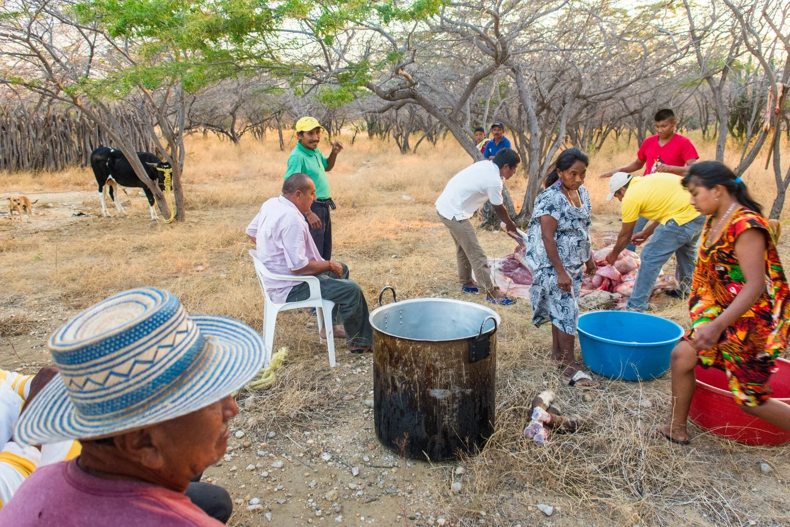 COLOMBIA 2017. Meal preparation in La Alta Guajira.
24 February 2017. Upper La Guajira, Colombia. Men butcher a cow as women prepare cooking pots for a communal meal serving some 250 attendees of a Wayuu Ayulaa funeral. The sharing of meat is a centr