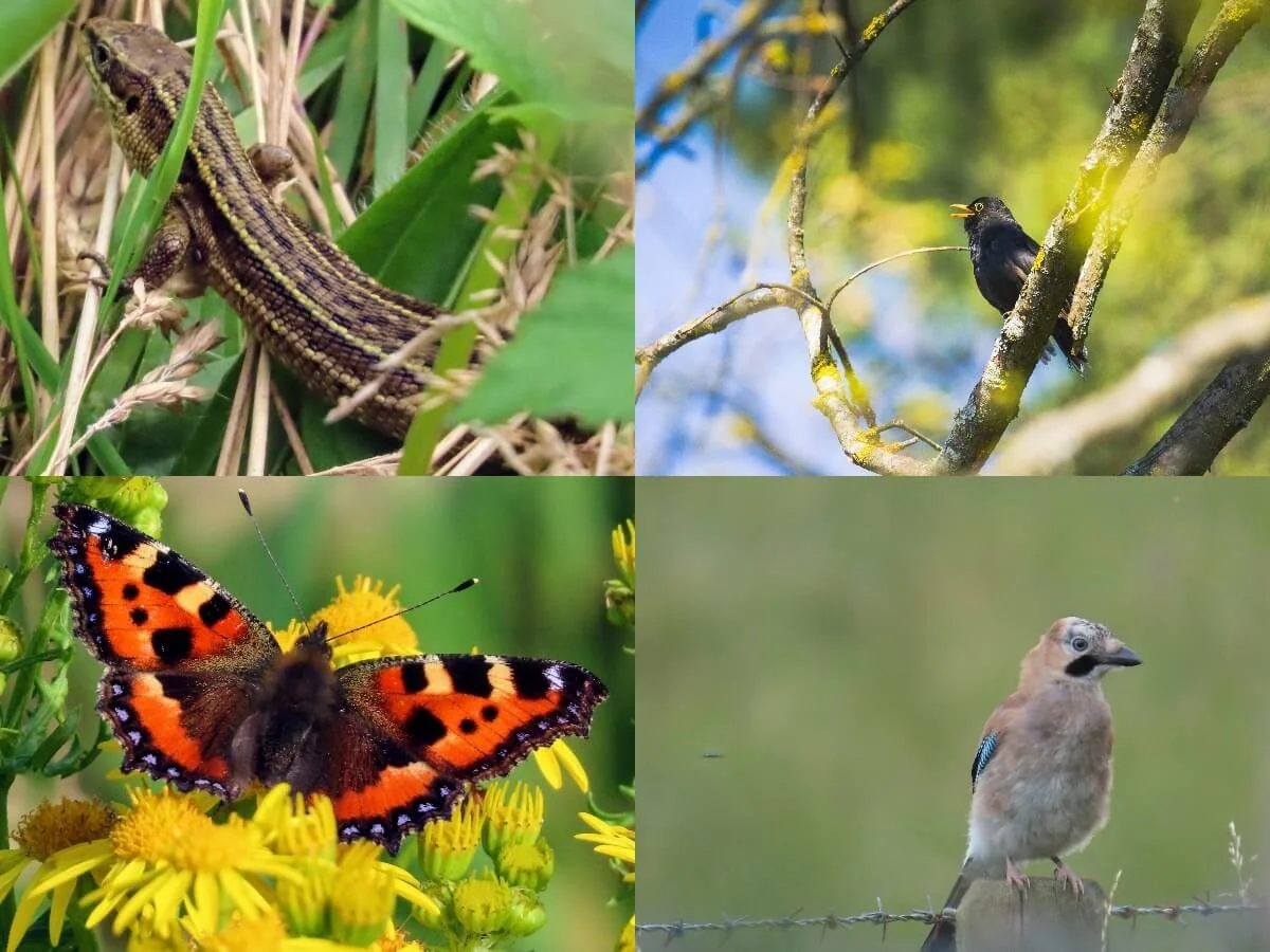 Walkmill Bioblitz
