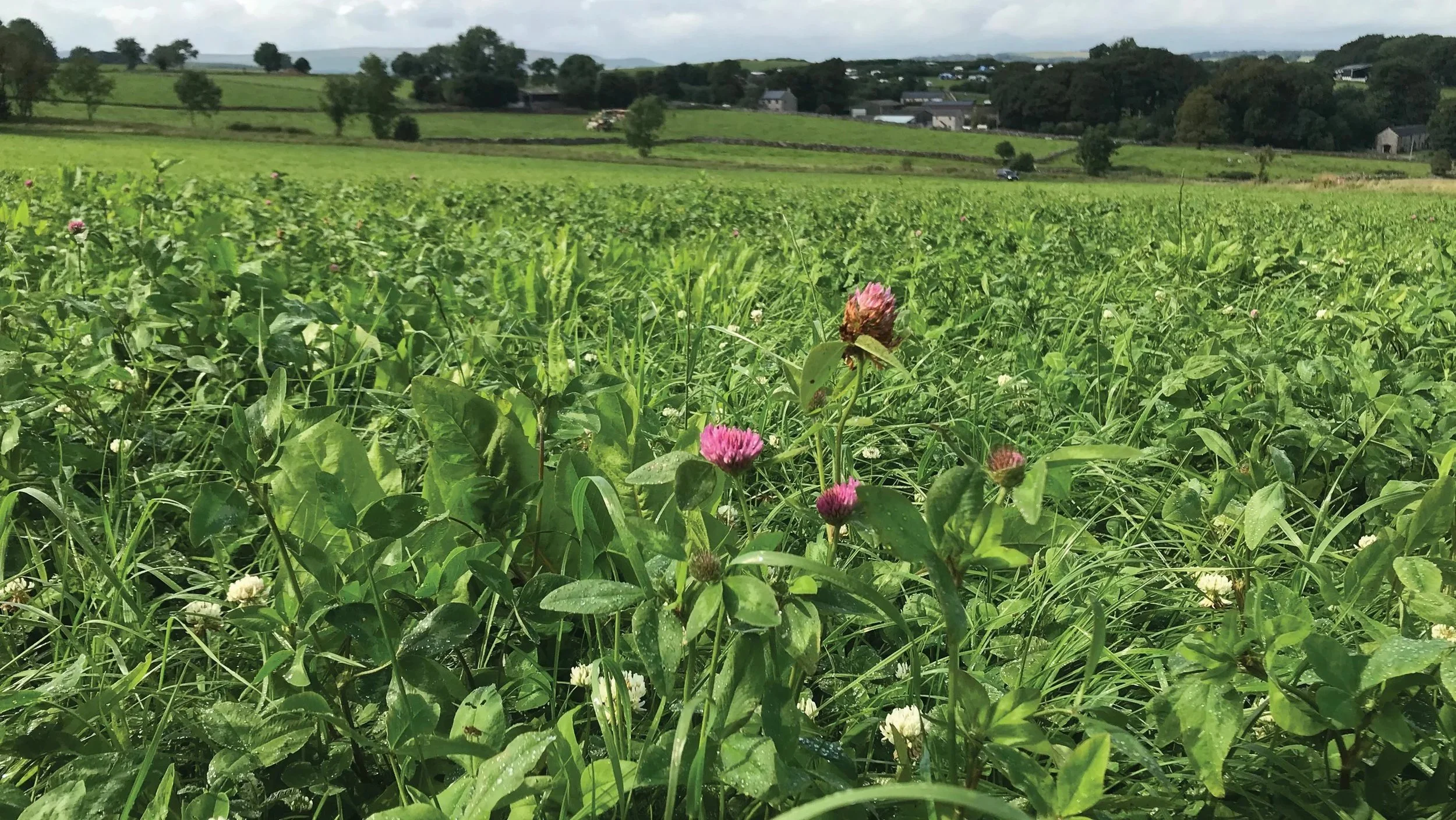 Herbal Leys: The Good, The Bad & The Ugly!
