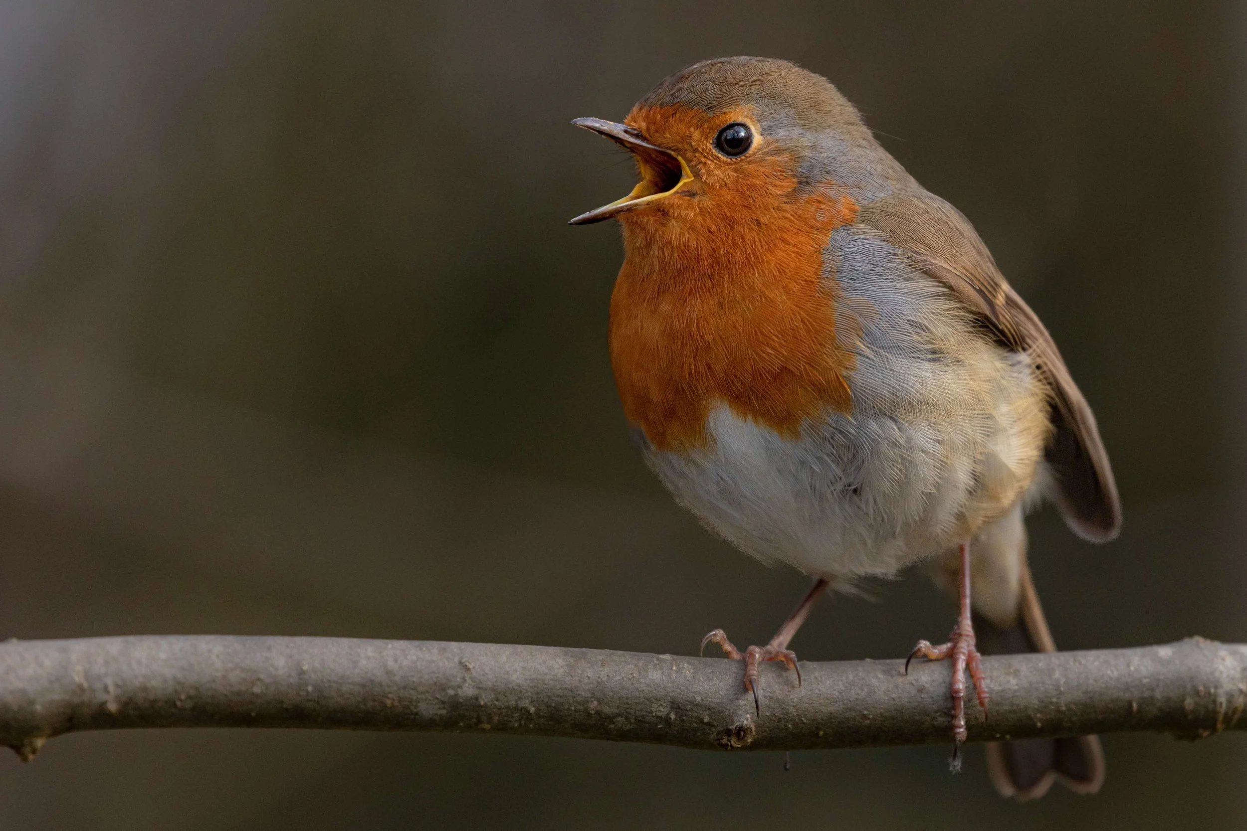 Wellbeing in Nature - Making Bird Feeders