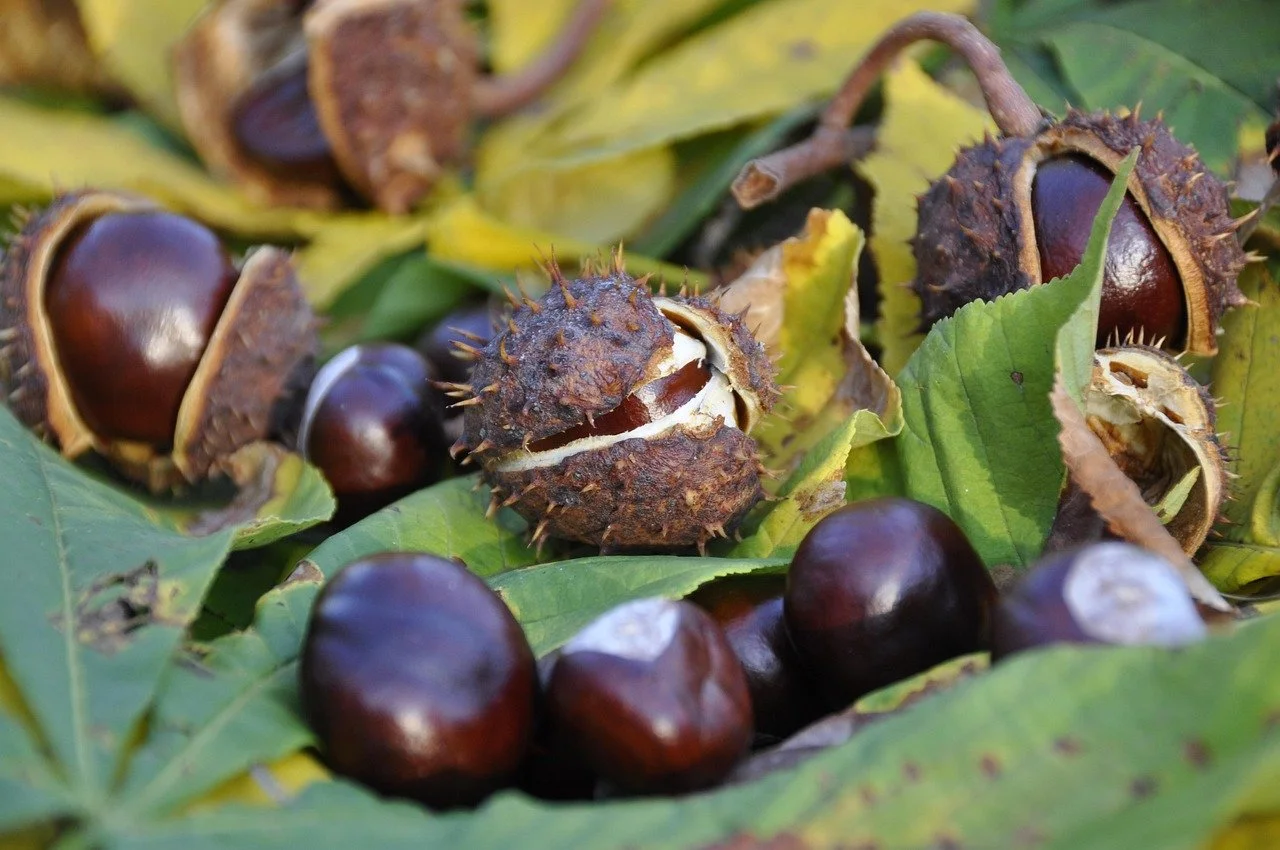 Family Event - Conker Spiders & Webs