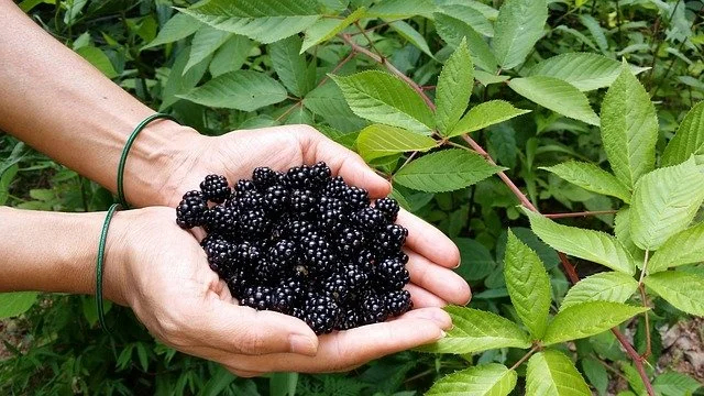 Wellbeing in Nature - Campfire Crumble