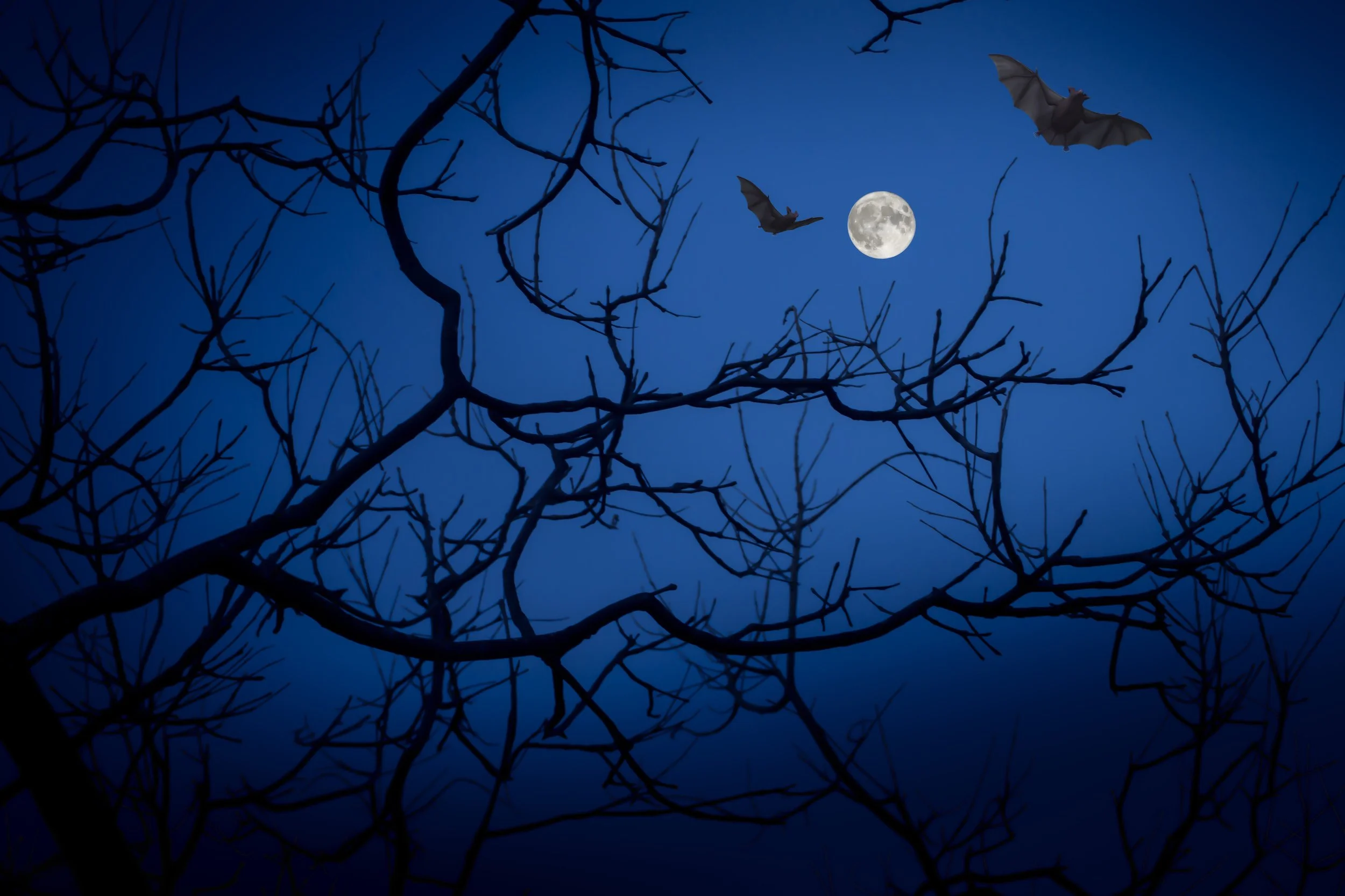 Family Twilight Bat Walk