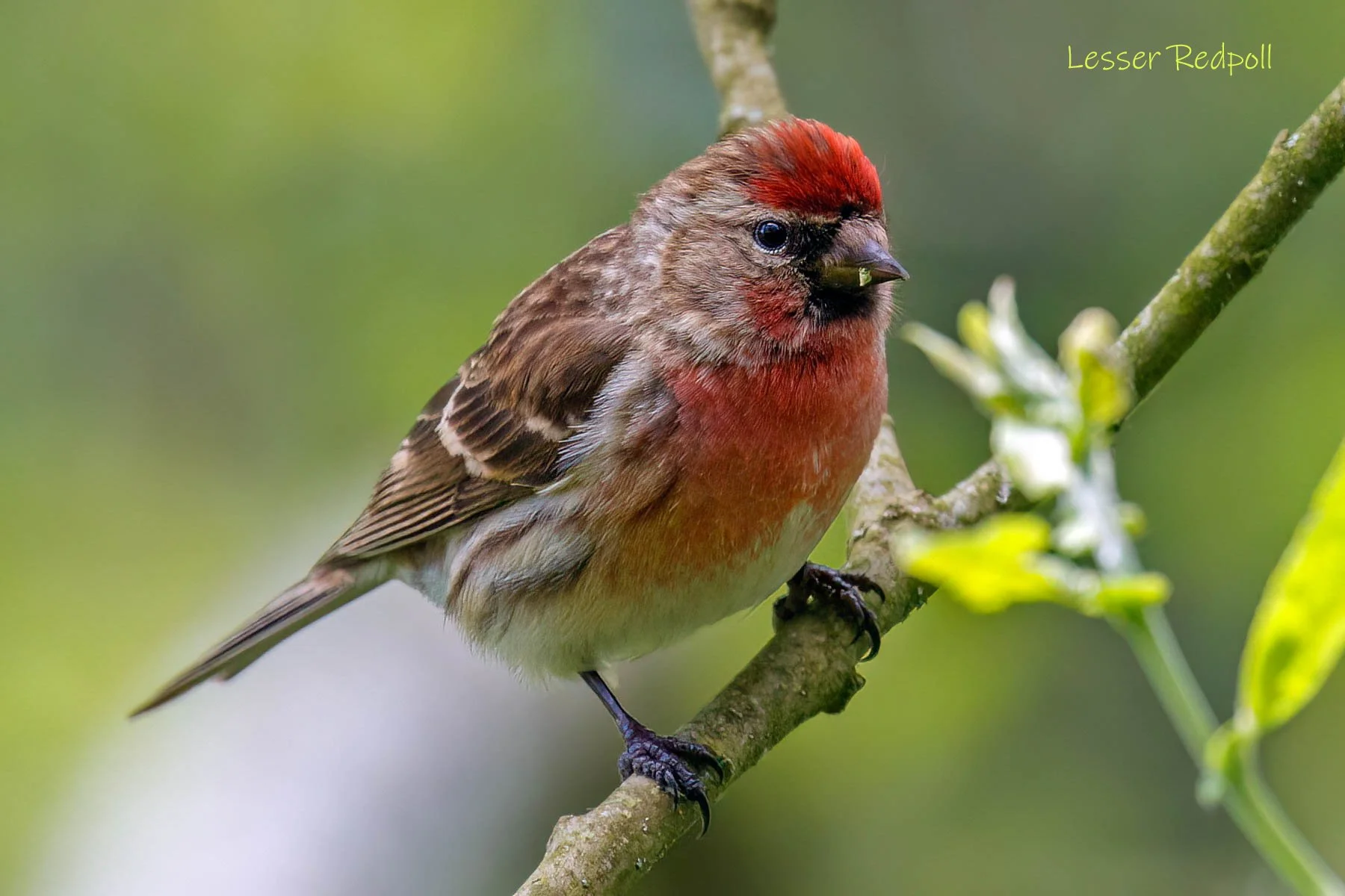 Wellbeing in Nature at Walkmill Community Woodland