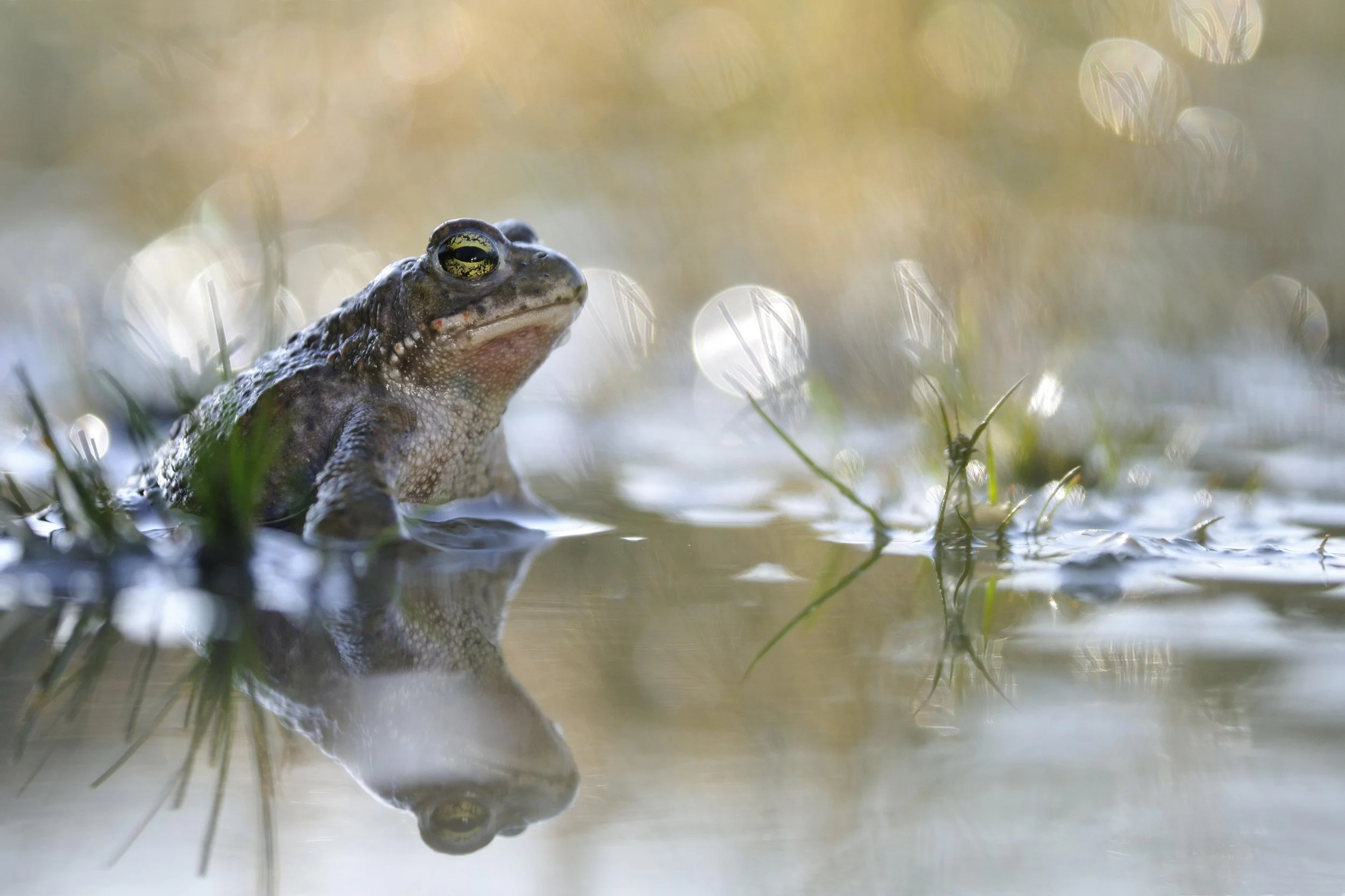 Walk & Talk: Amazing Amphibians