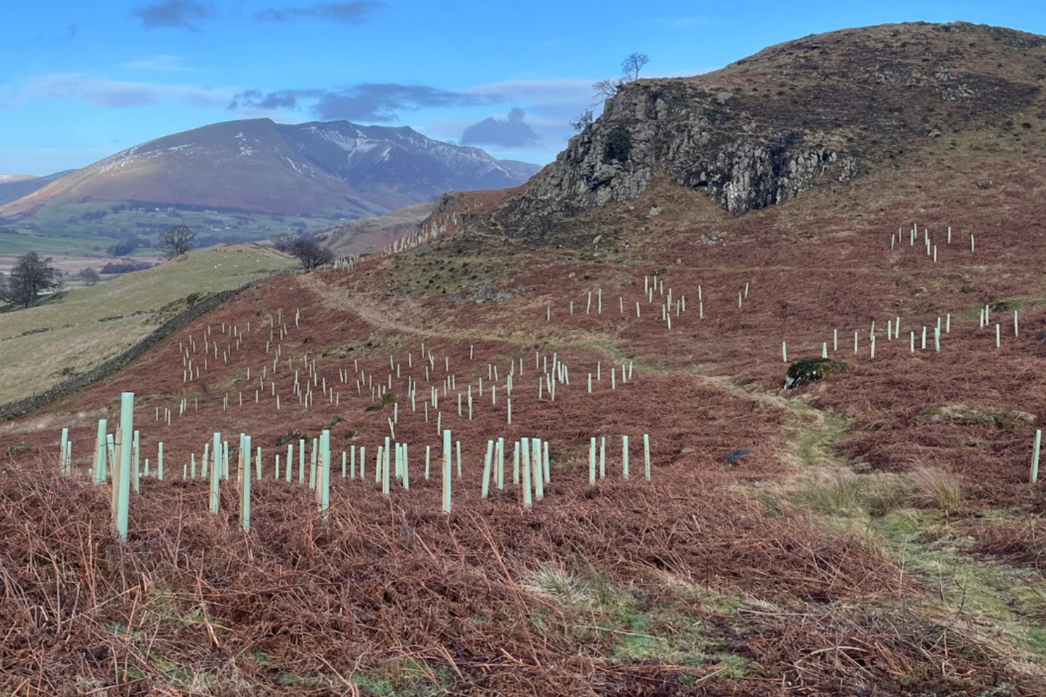 New 40-hectare Shoulthwaite woodland will help wildlife, cool streams, and improve landscapes
