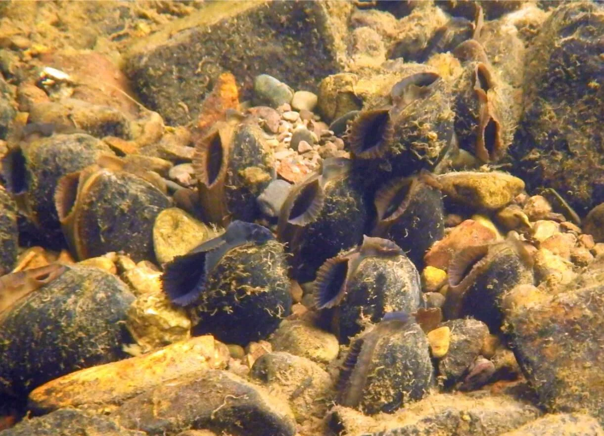 River Ehen — West Cumbria Rivers Trust