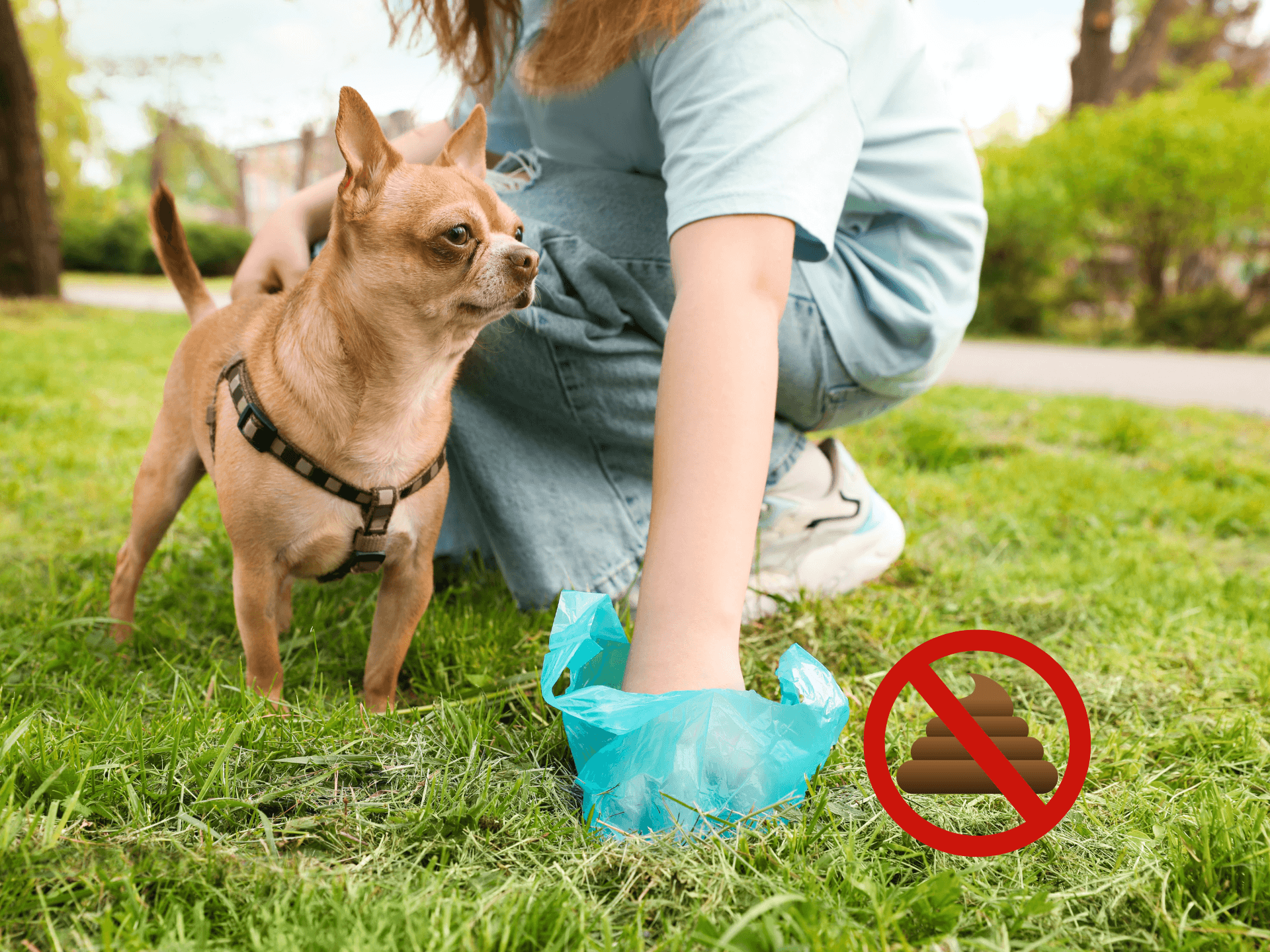 Image of dog poo being picked up