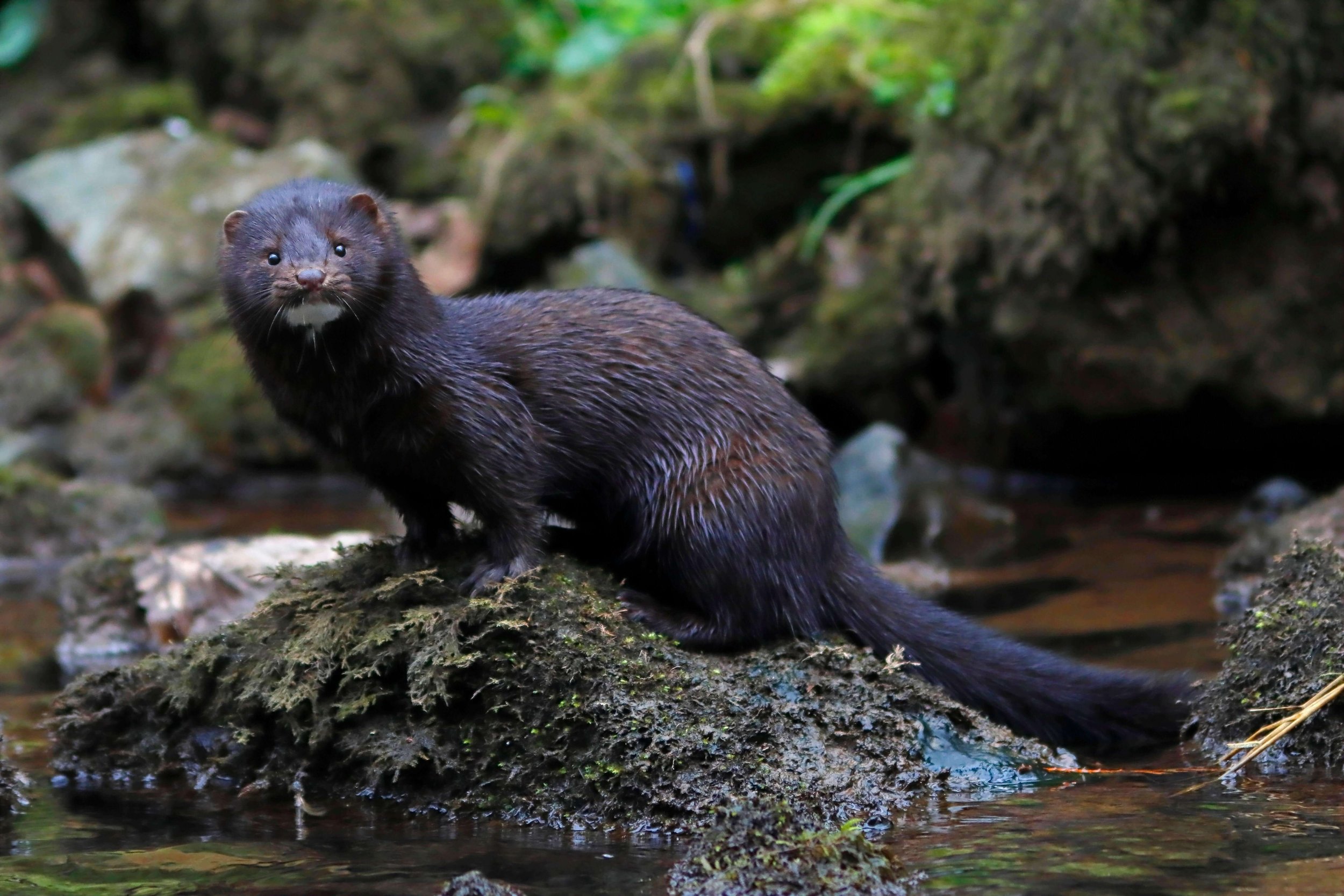 Mink Free Rivers — West Cumbria Rivers Trust