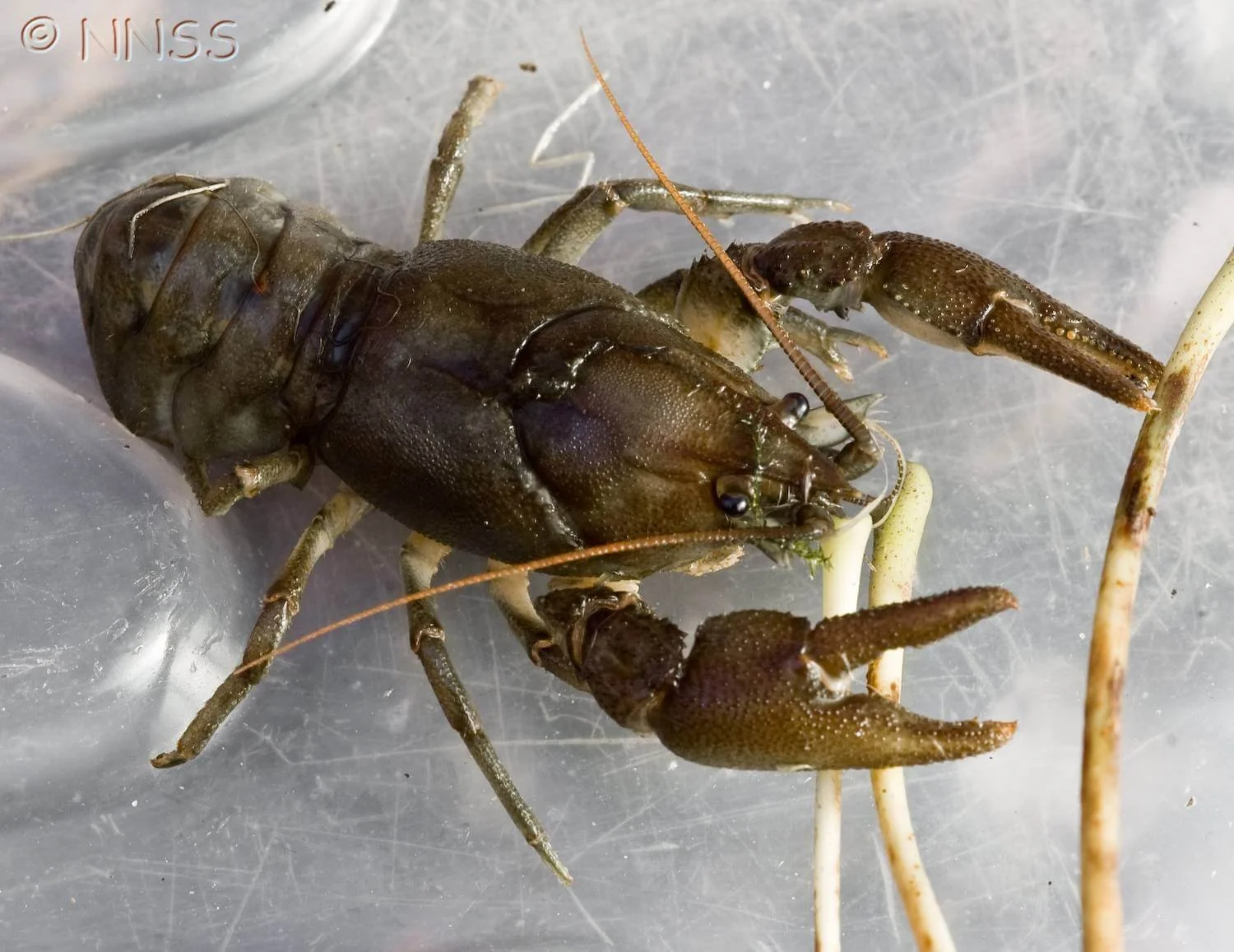 Invertebrates In Rivers Invertebrates — West Cumbria Rivers Trust