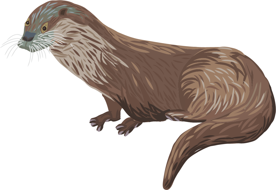 Otter illustration
